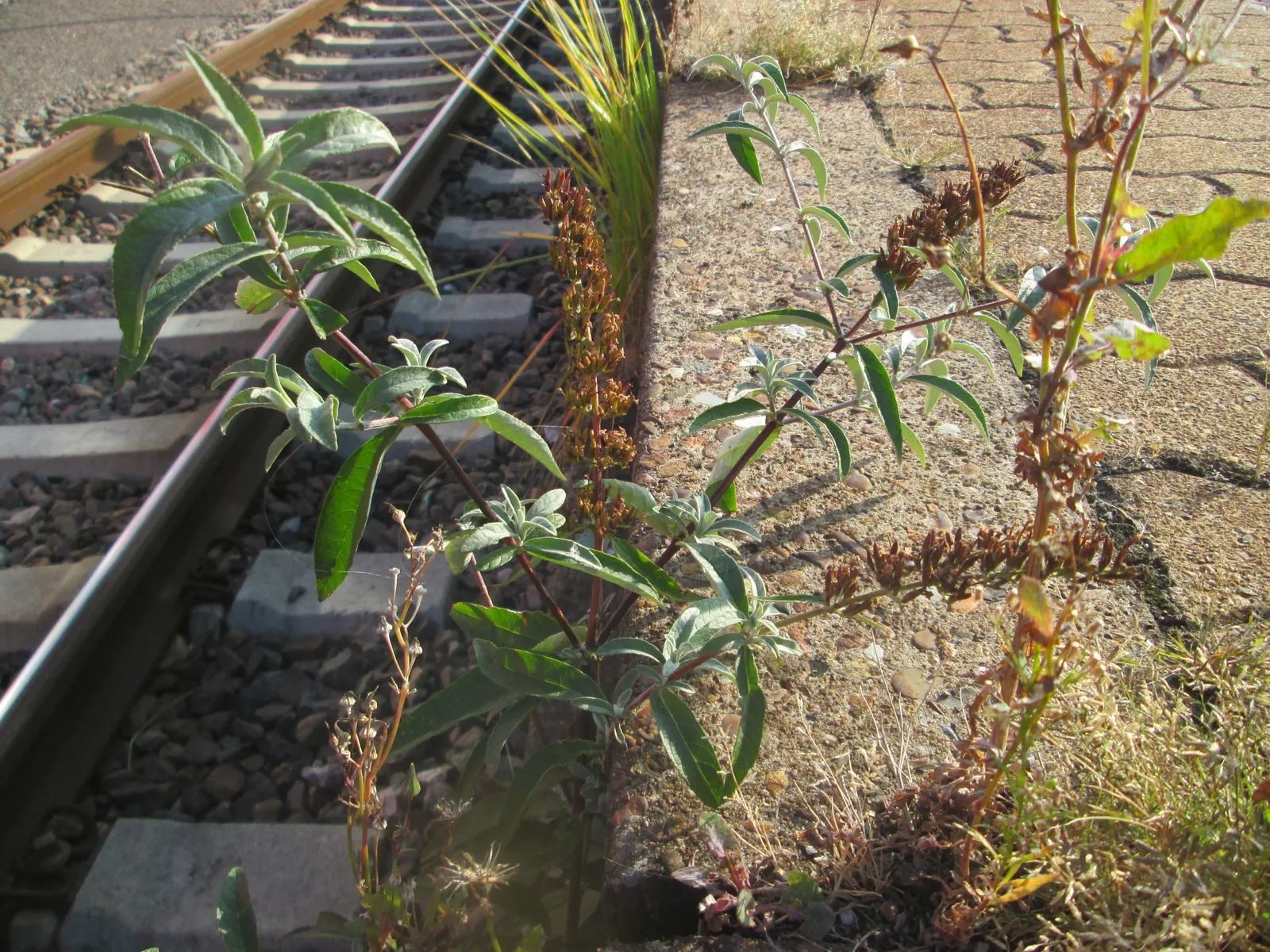 Orange Butterfly Bush (Buddleia Globosa) — Plant in well-drained soil, spacing 5-6 feet apart to accommodate its spread