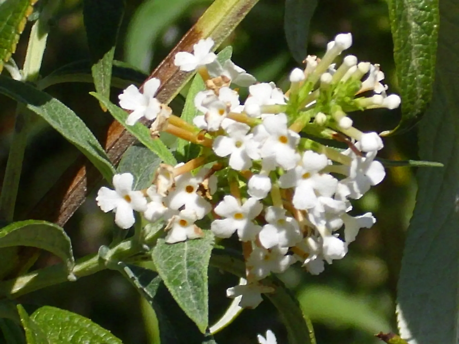 Orange Butterfly Bush (Buddleia Globosa) — reaching lengths of up to 8 inches