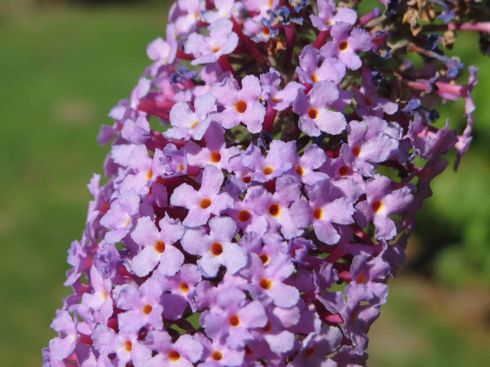 Orange Butterfly Bush (Buddleia Globosa) — often admired for its bright; providing a striking contrast against the bush's lance-shaped, image 65