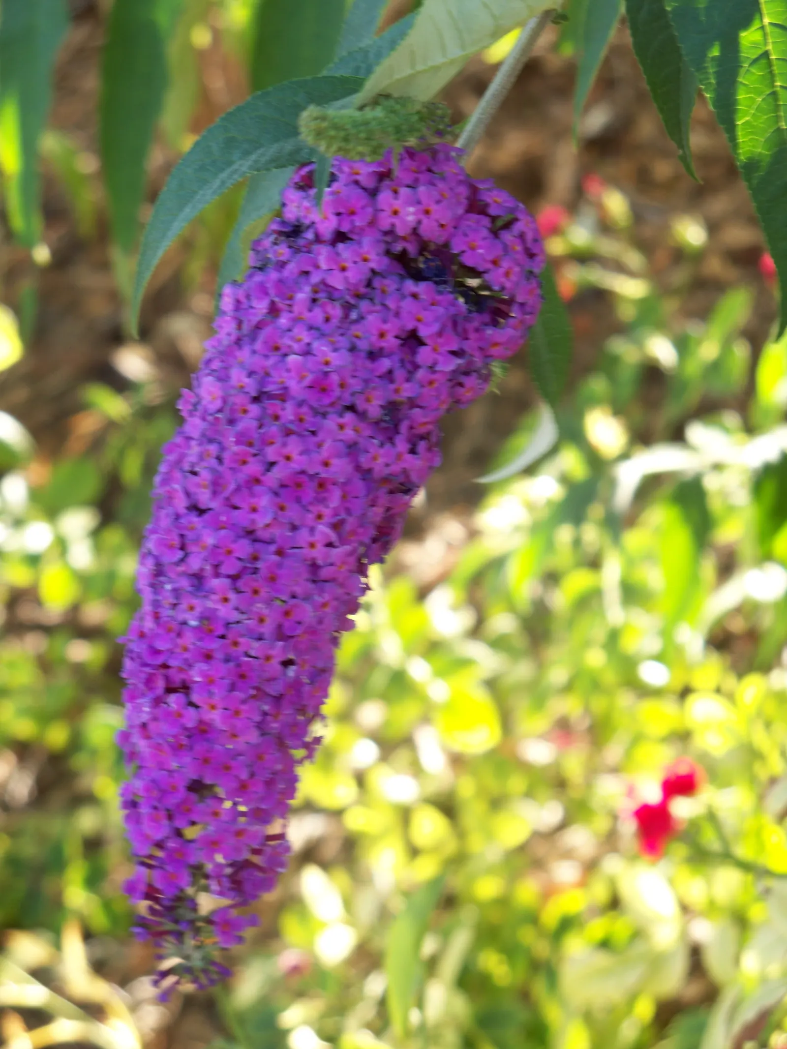 Orange Butterfly Bush (Buddleia Globosa) — Prune lightly post-bloom to encourage shape and vigor