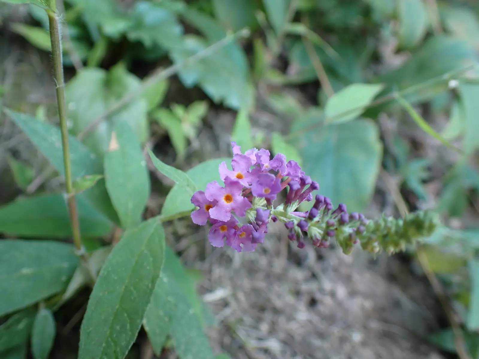 Orange Butterfly Bush (Buddleia Globosa) — will help create an eye-catching array of textures and colors