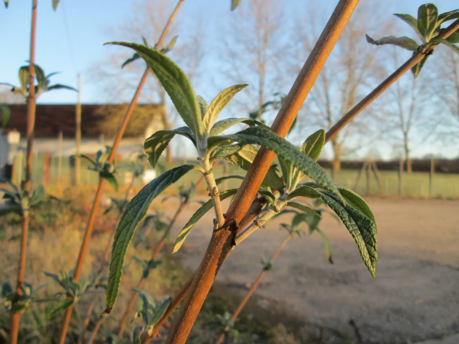 Orange Butterfly Bush (Buddleia Globosa) — Buddleia globosa thrives in full sun to partial shade