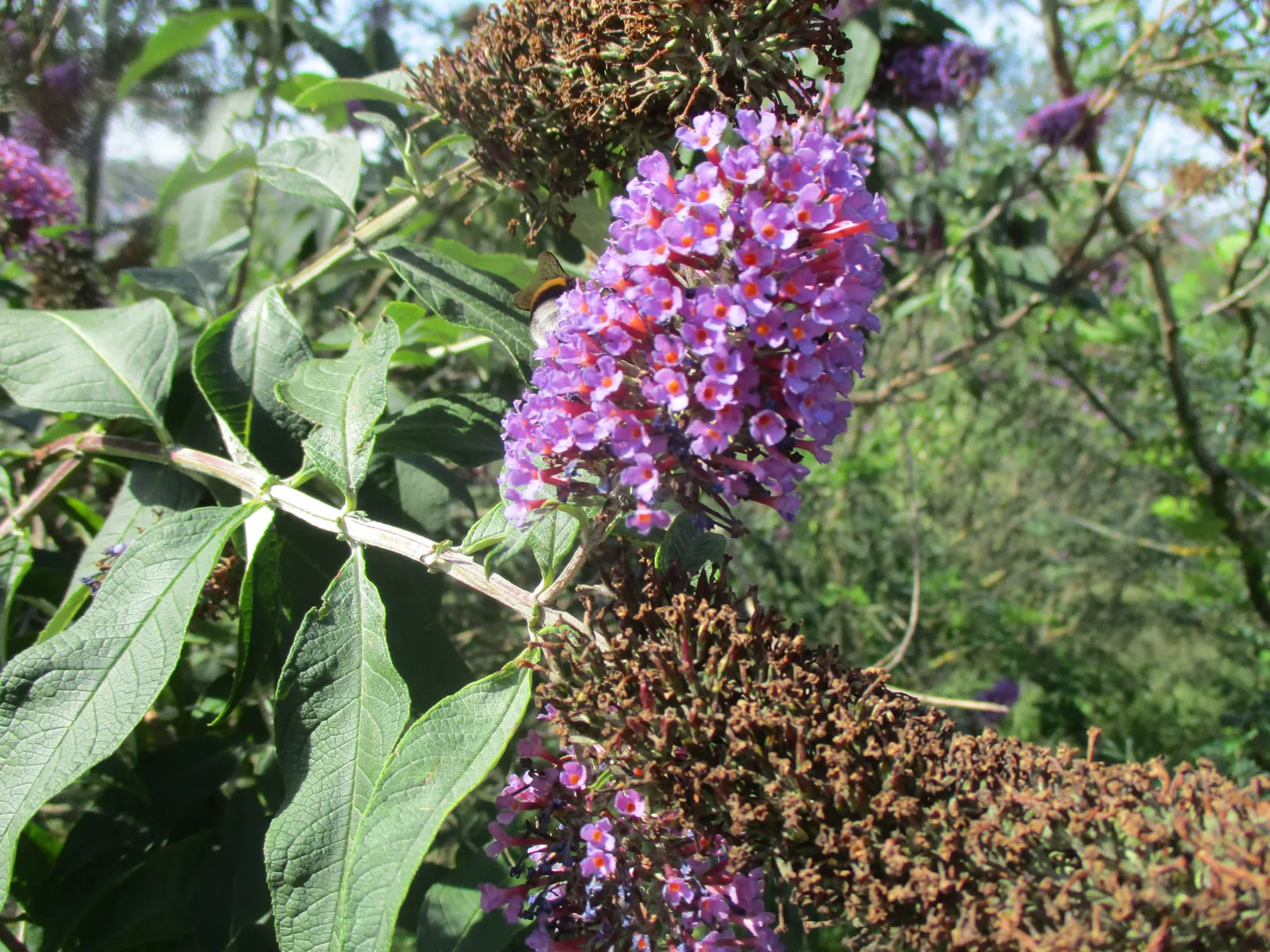 Orange Butterfly Bush (Buddleia Globosa) — Buddleia globosa may have invasiveness issues in certain areas