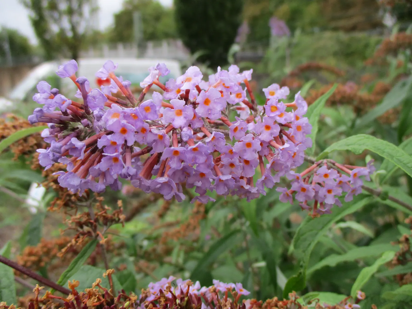 Orange Butterfly Bush (Buddleia Globosa) — It thrives in USDA zones 7-10, reaching 8-10 feet tall and wide; buddleia globosa thrives in full sun to, image 60