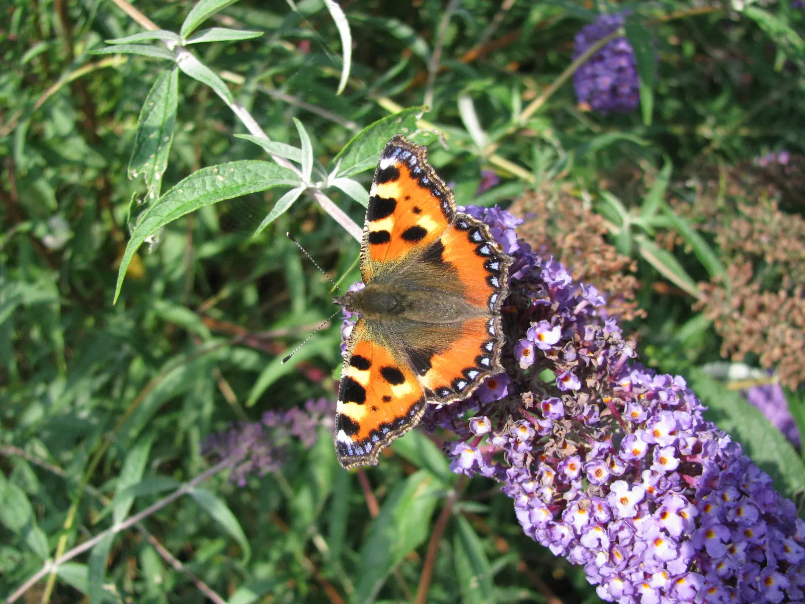 Orange Butterfly Bush (Buddleia Globosa) — often admired for its bright