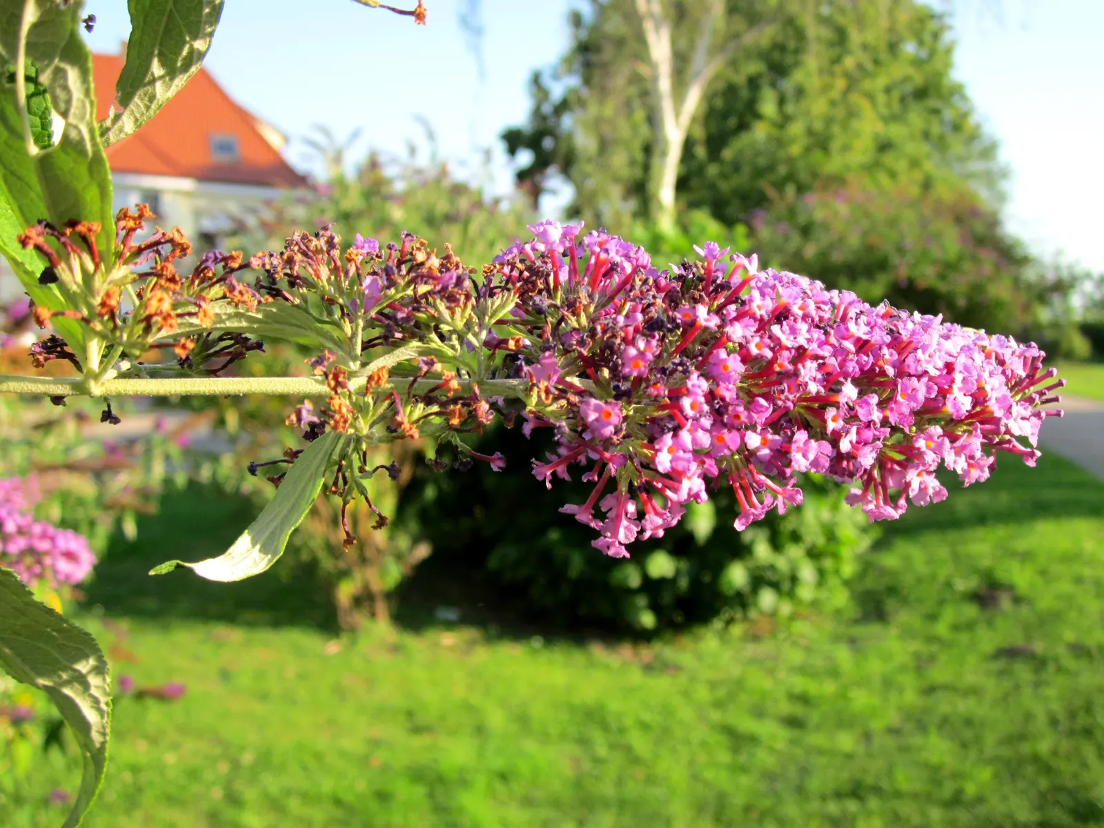 Orange Butterfly Bush (Buddleia Globosa) — burst into color in late spring to early summer; will help create an eye-catching array of textures and, image 74