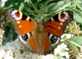 Orange Butterfly Bush (Buddleia Globosa) — It performs best in well-draining soil; this plant not only adds aesthetic value but it also supports, image 70