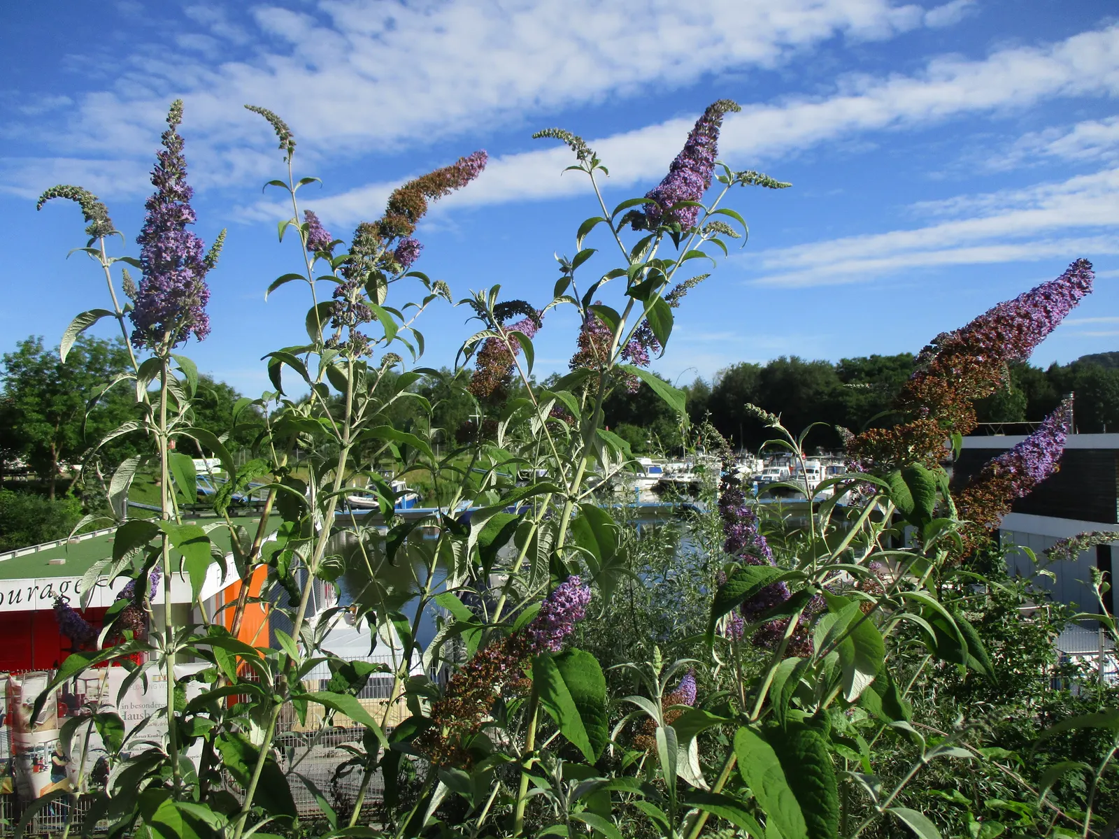 Orange Butterfly Bush (Buddleia Globosa) — is an enchanting addition to any landscape design aiming to attract butterflies and beneficial, image 67