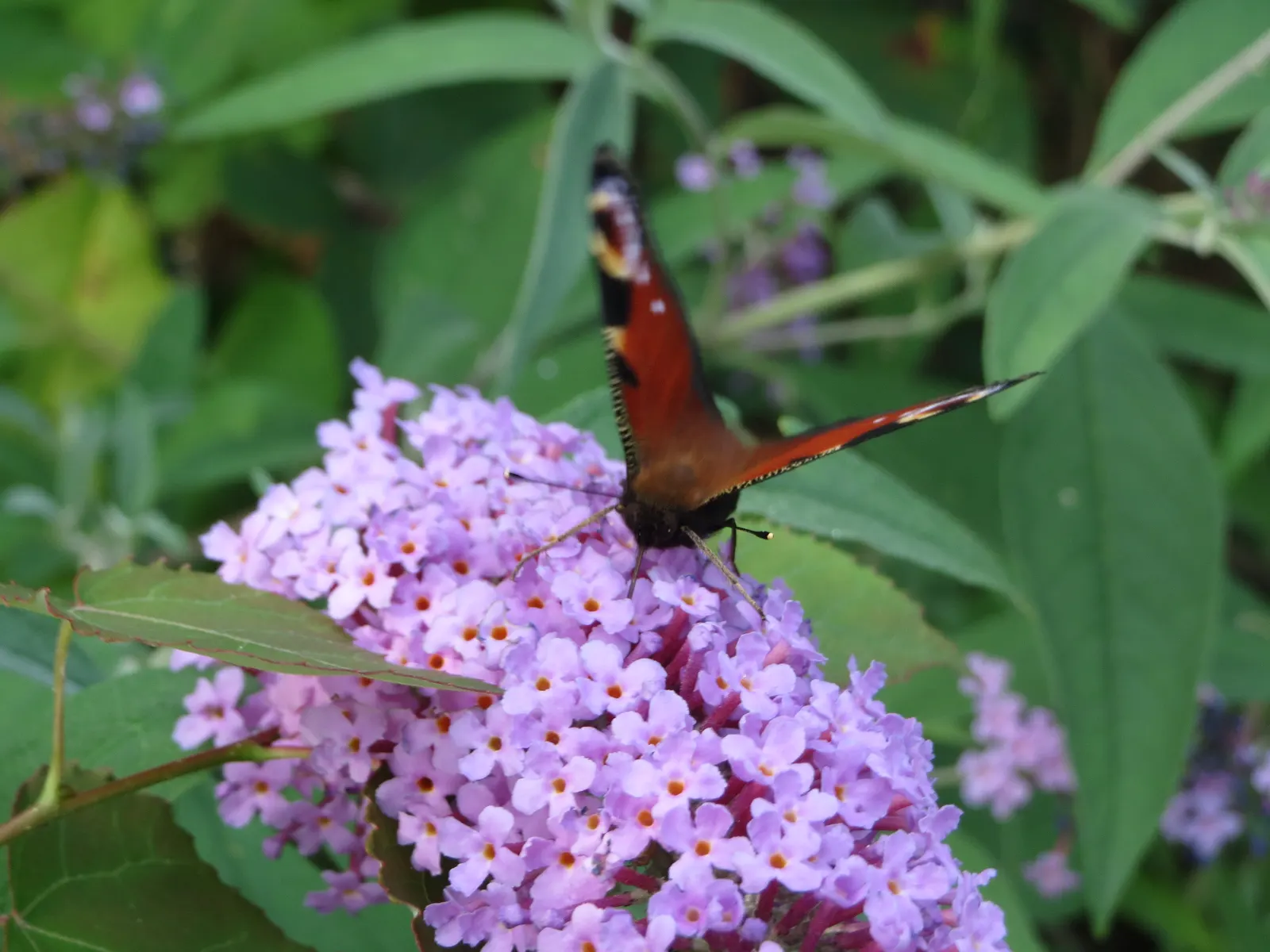 Orange Butterfly Bush (Buddleia Globosa) — it is advisable to allow for ample space to accommodate its mature size; making it a practical choice for water-wise