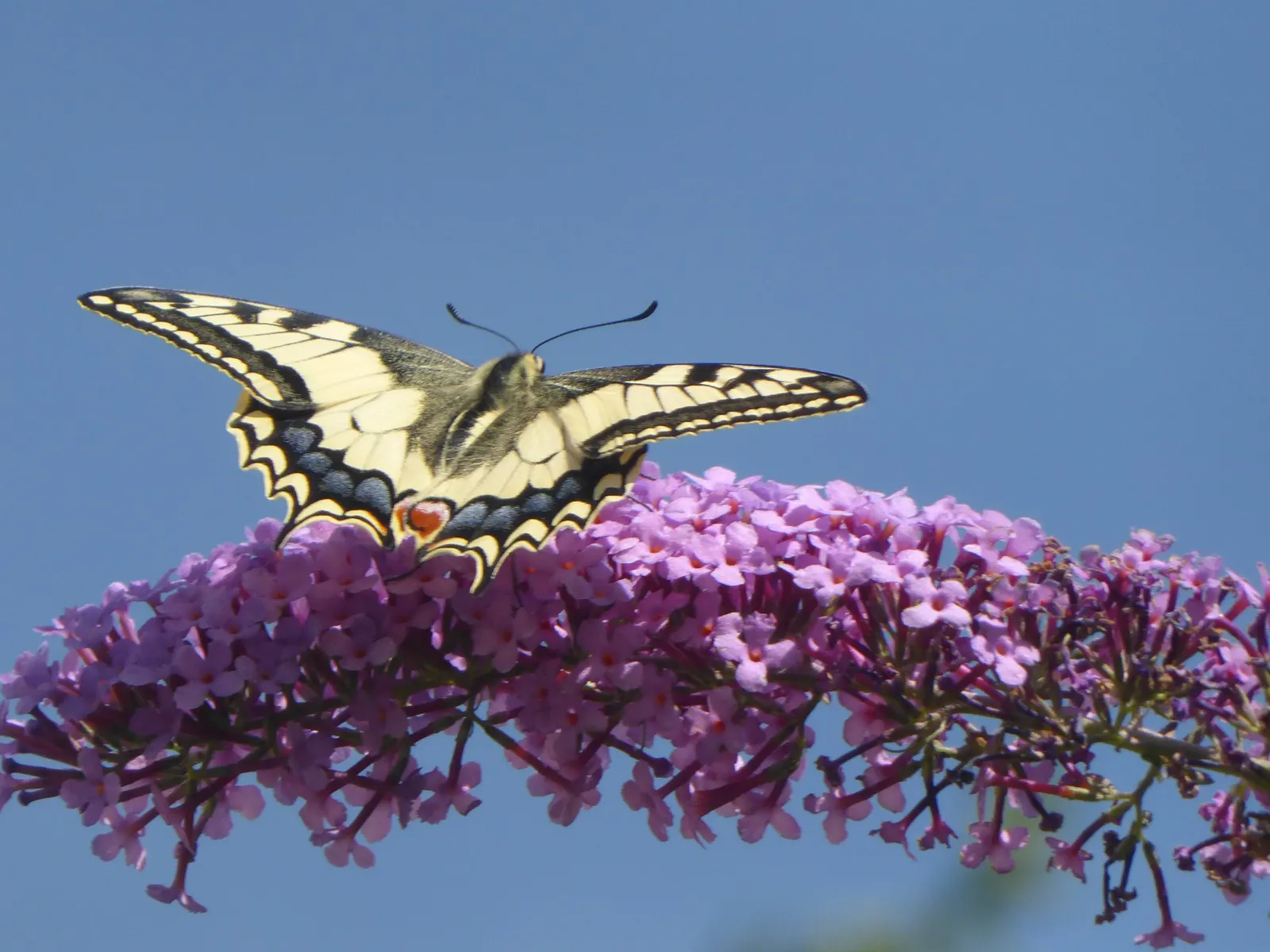 Orange Butterfly Bush (Buddleia Globosa) — shrub with orange blooms; it is advisable to allow for ample space to accommodate its mature size