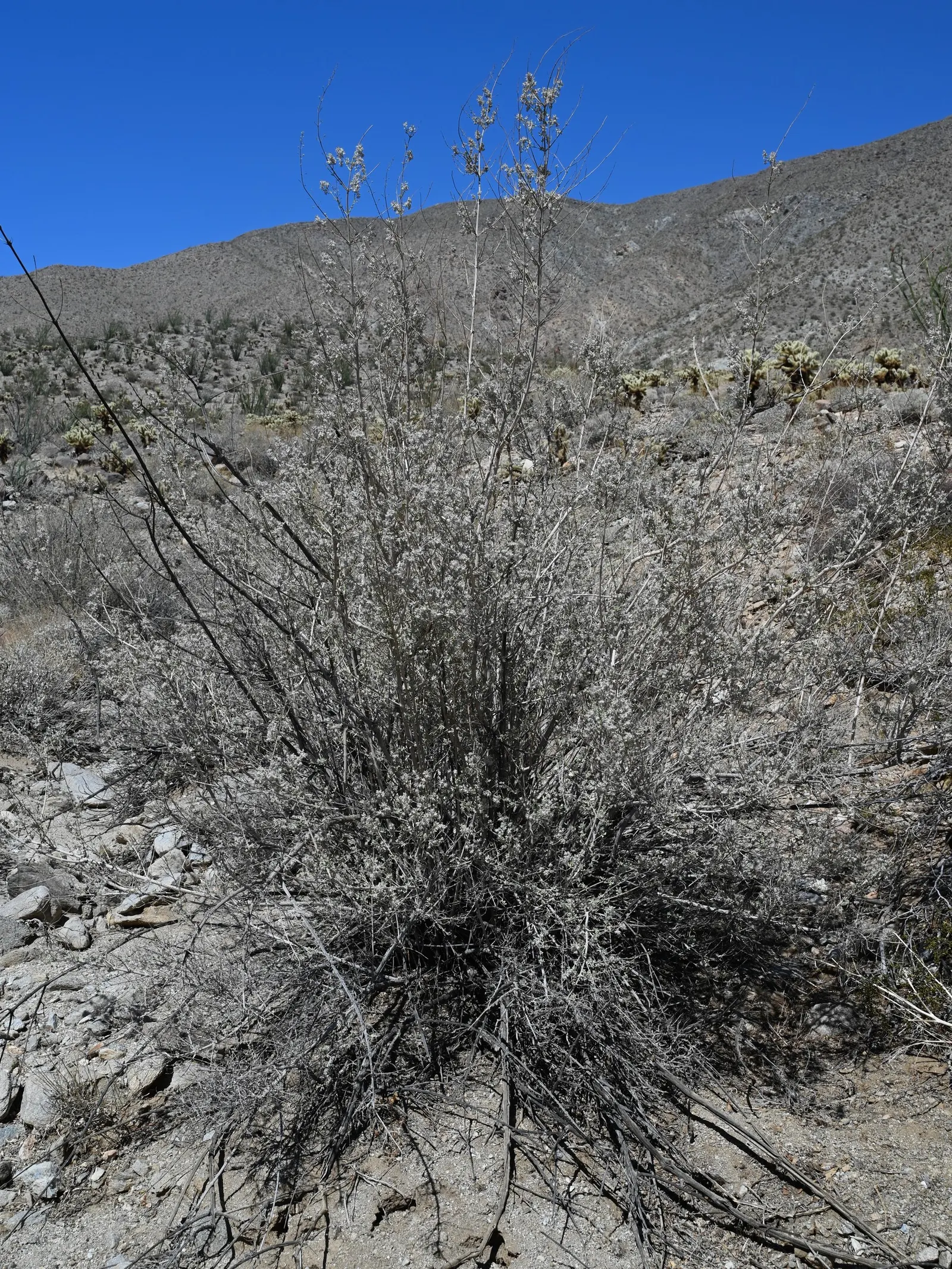 Desert Lavender (Hyptis Emoryi) — It thrives in full sun and well-drained soils, reaching a height of 3 to 5 feet with an equal spread