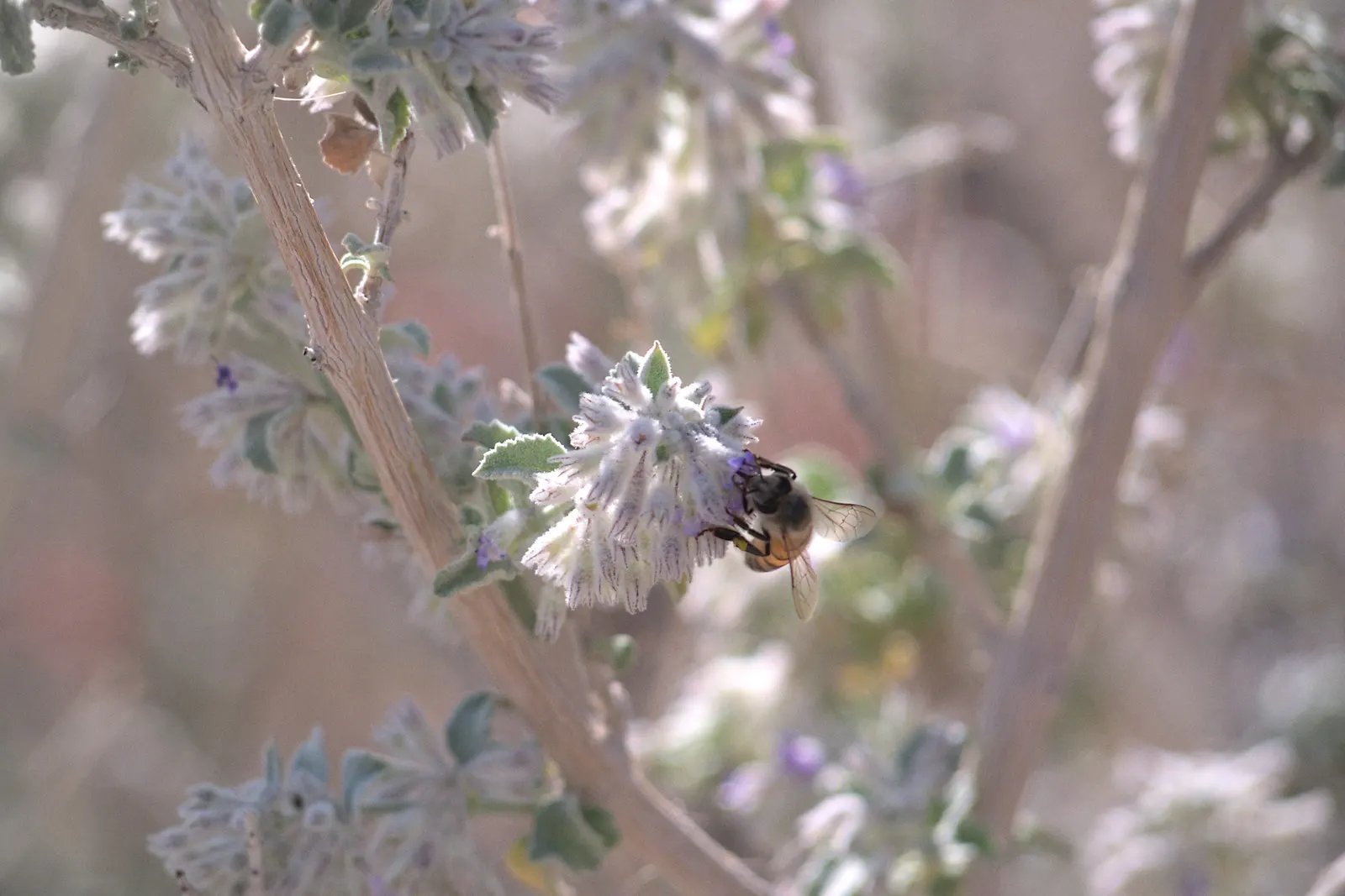 Desert Lavender (Hyptis Emoryi) — The foliage exudes a pleasant