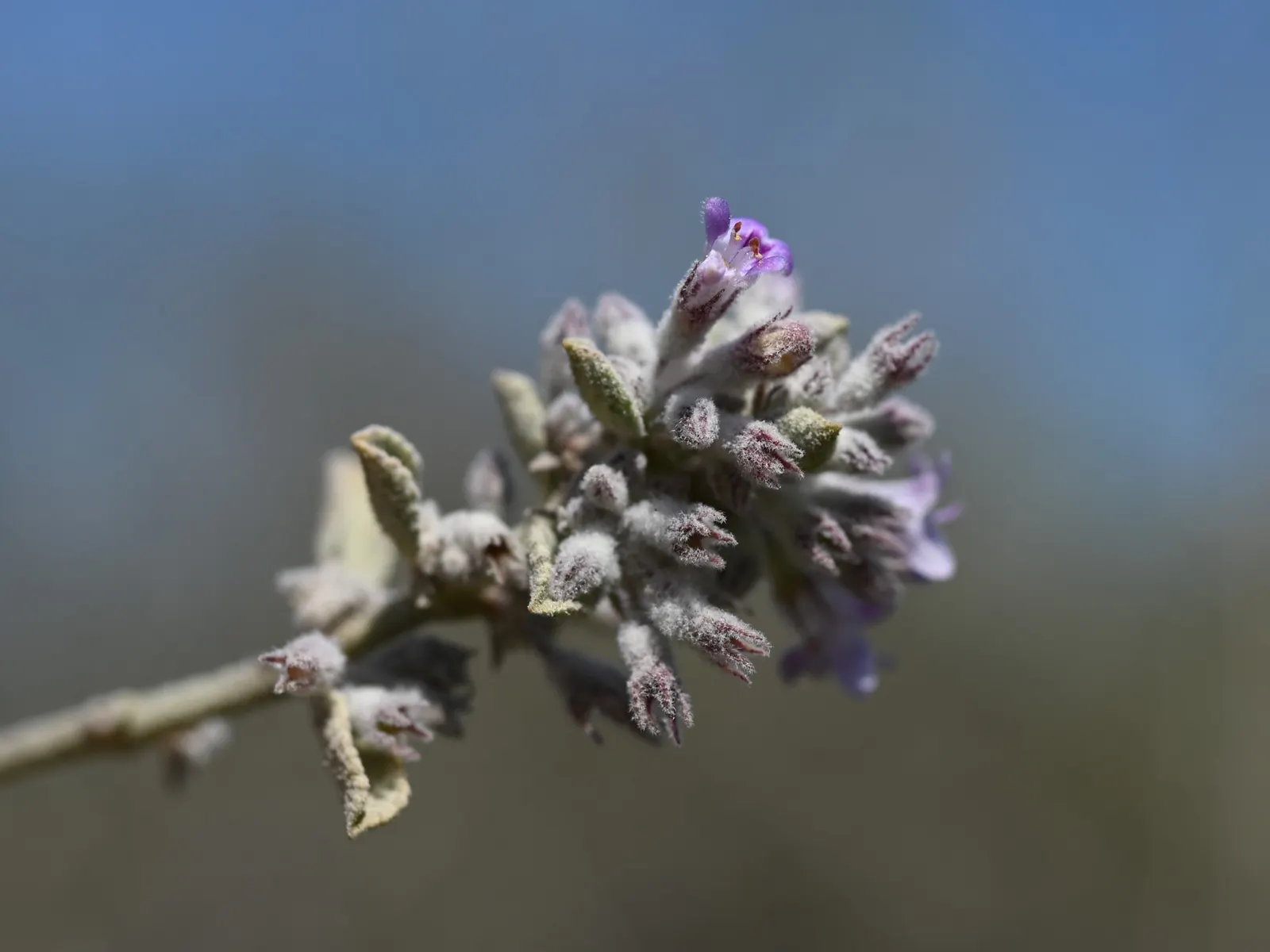 Desert Lavender (Hyptis Emoryi) — which are attractive to a host of pollinators including bees and butterflies