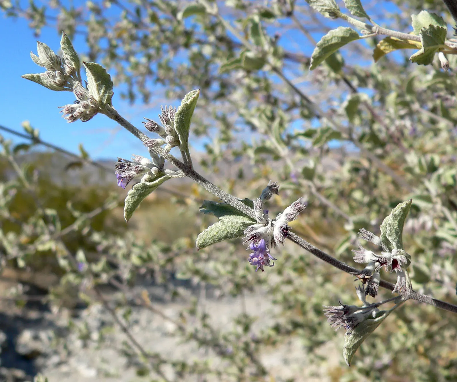 Desert Lavender (Hyptis Emoryi) — perfect for xeriscaping or as an accent plant in water-conservative landscapes