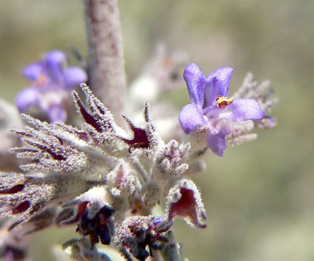 Desert Lavender (Hyptis Emoryi) — Title: Desert Lavender - Hyptis emoryi<br><br>The Desert Lavender