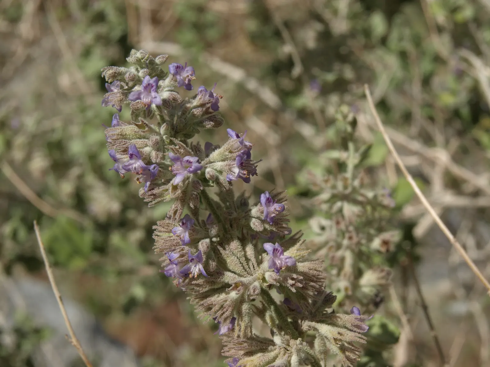 Desert Lavender (Hyptis Emoryi) — and occasionally in the fall