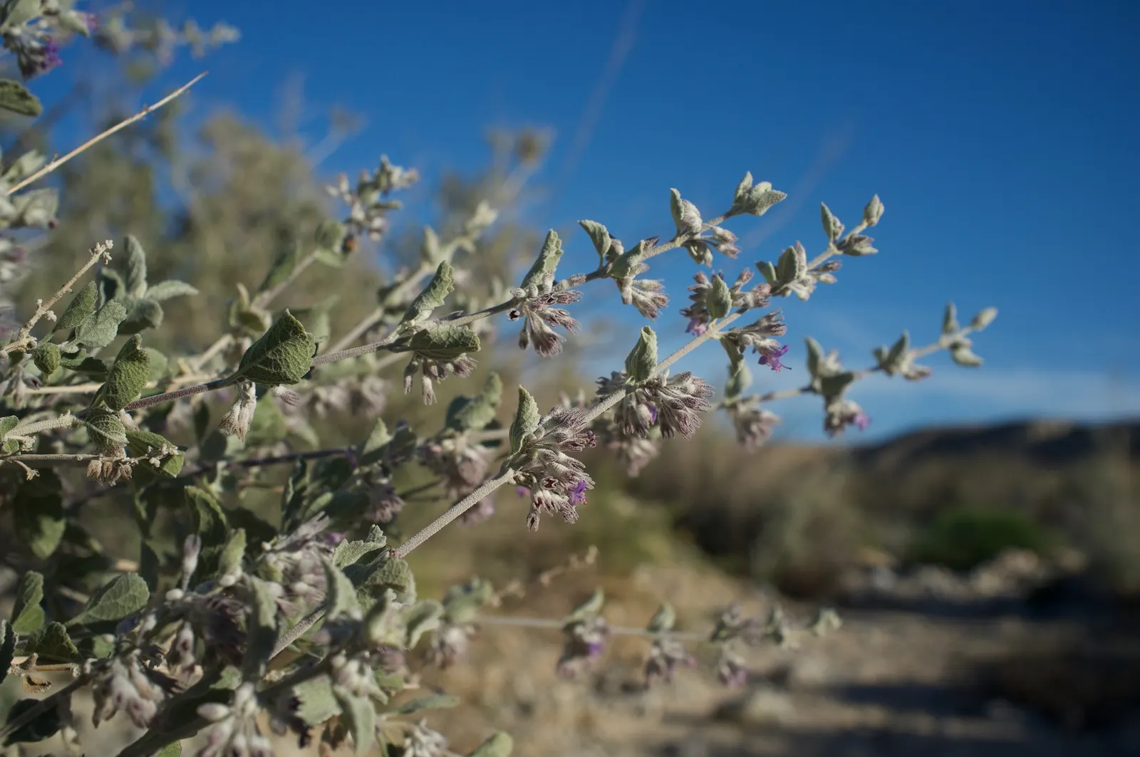Desert Lavender (Hyptis Emoryi) — providing both visual and olfactory stimulation.<br><br>From late winter through spring