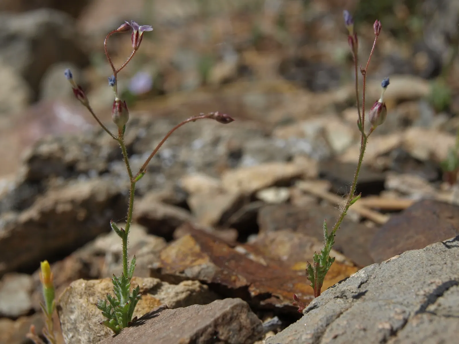 Desert Lavender (Hyptis Emoryi) — particularly when brushed or rustled
