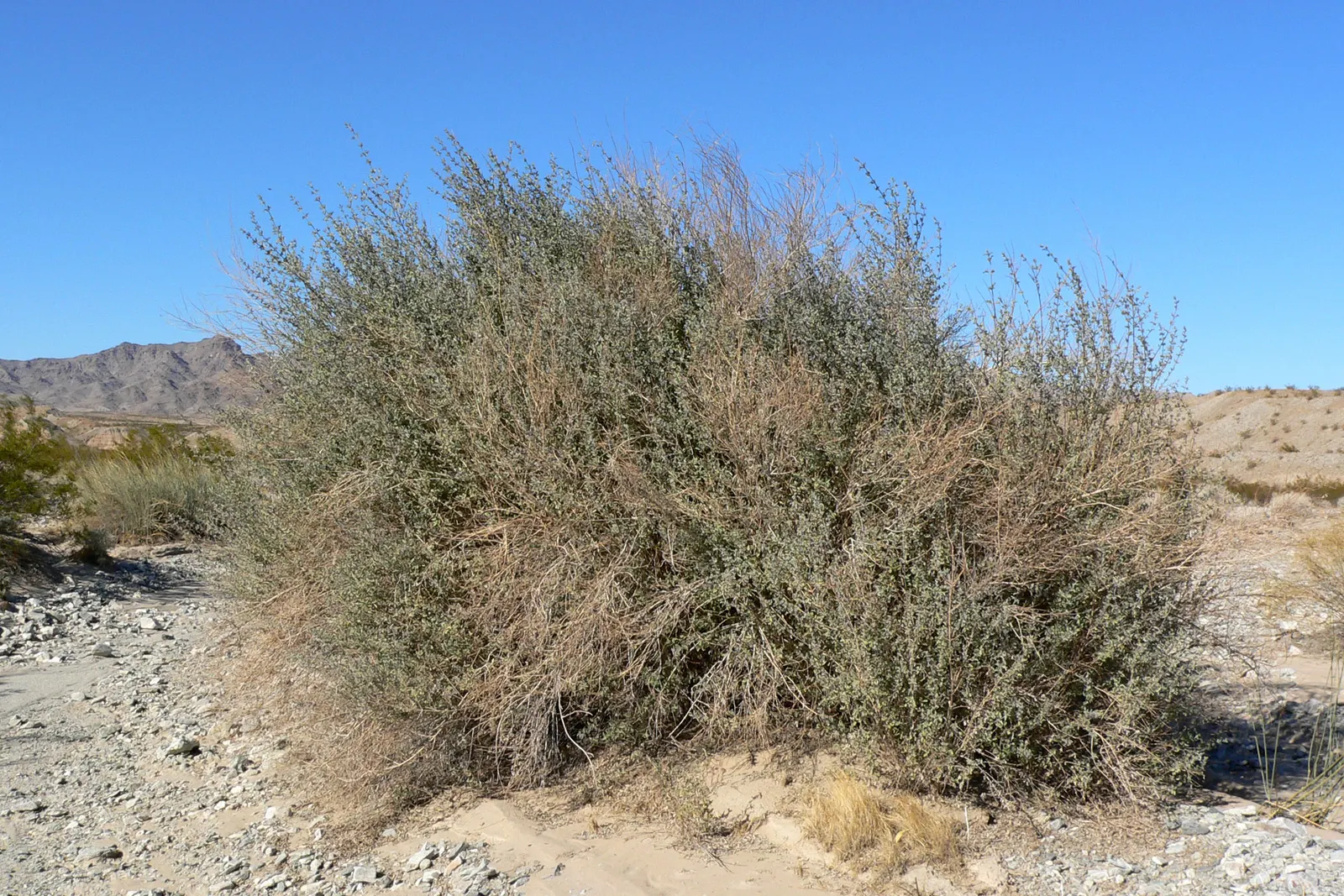 Desert Lavender (Hyptis Emoryi) — blooming mainly from February to November