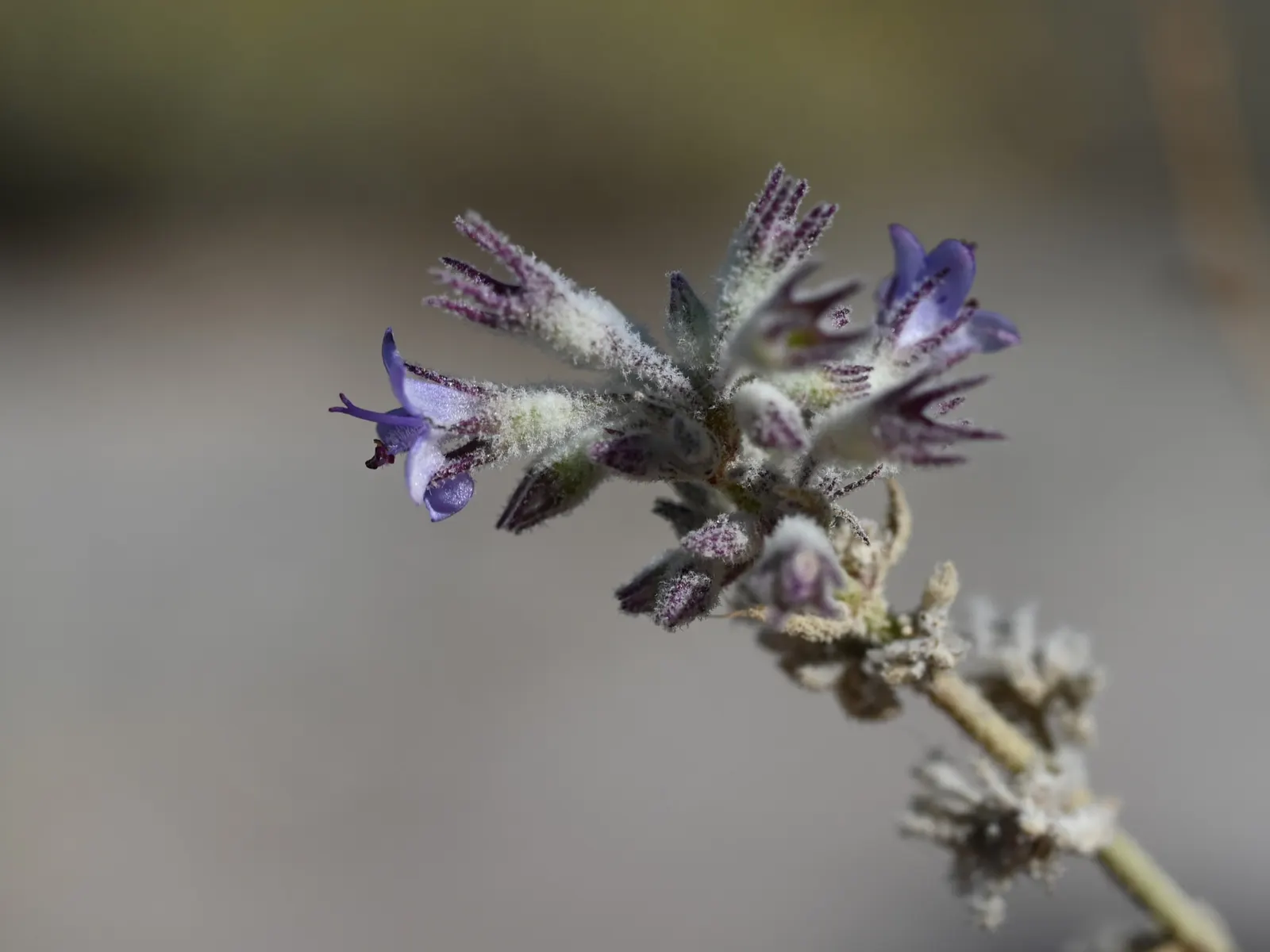 Desert Lavender (Hyptis Emoryi) — It is hardy in USDA zones 8-11 and can handle temperatures down to about 20 degrees Fahrenheit