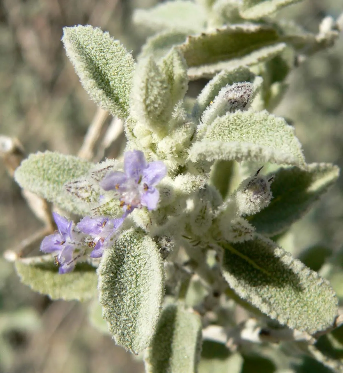 Desert Lavender (Hyptis Emoryi) — the Desert Lavender is well adapted to high-temperature climates