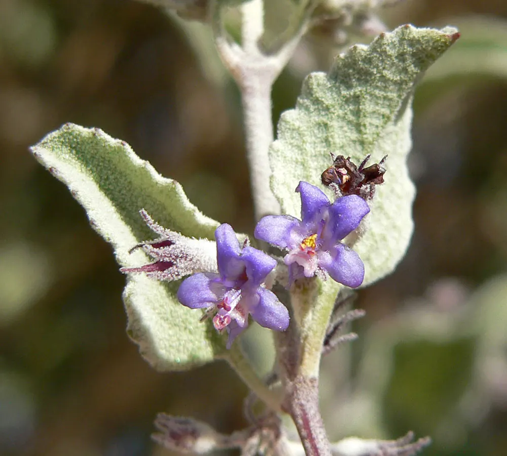 Desert Lavender (Hyptis Emoryi) — Its silvery foliage and spikes of purple flowers