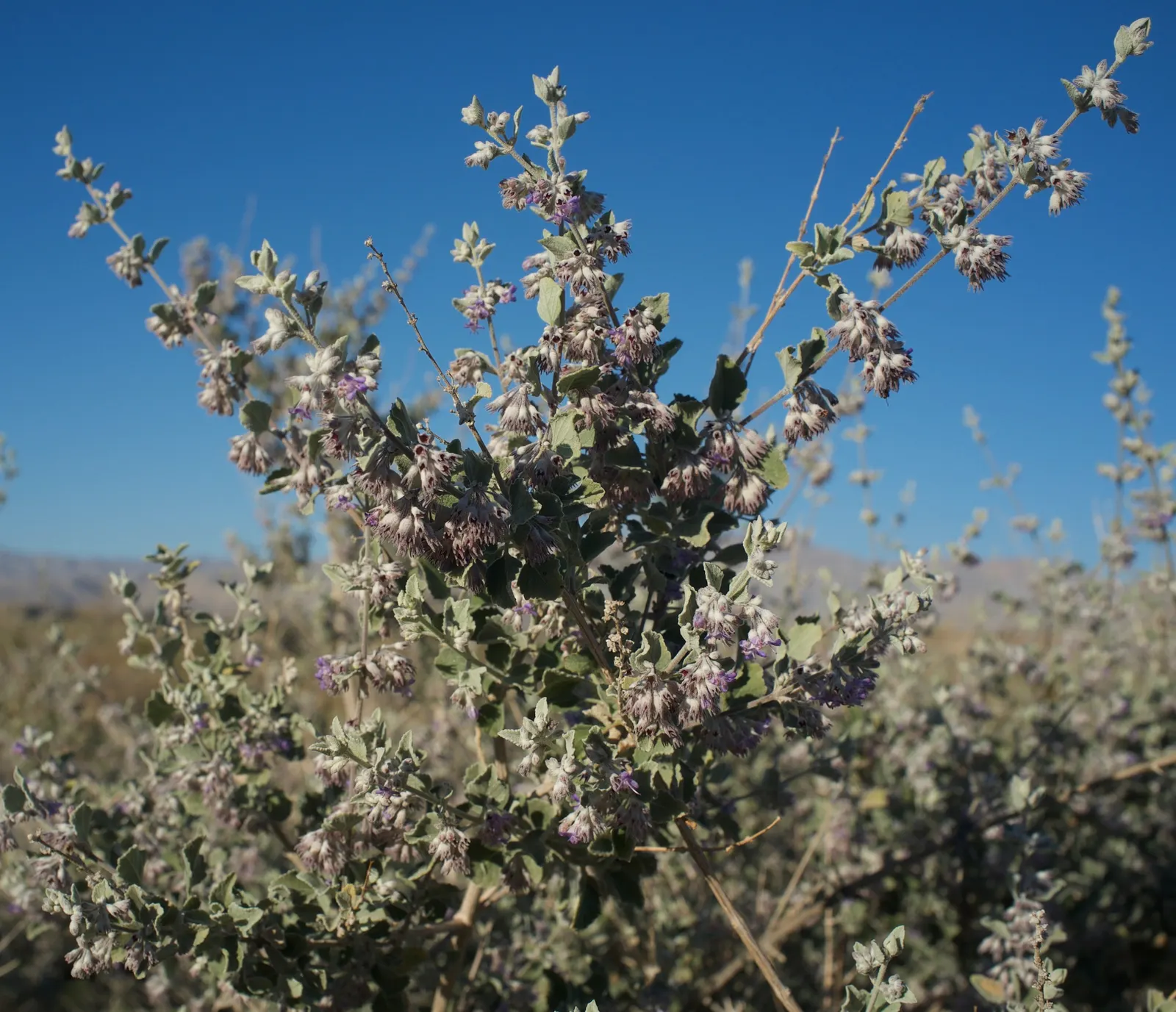 Desert Lavender (Hyptis Emoryi) — lavender to lilac-colored flowers