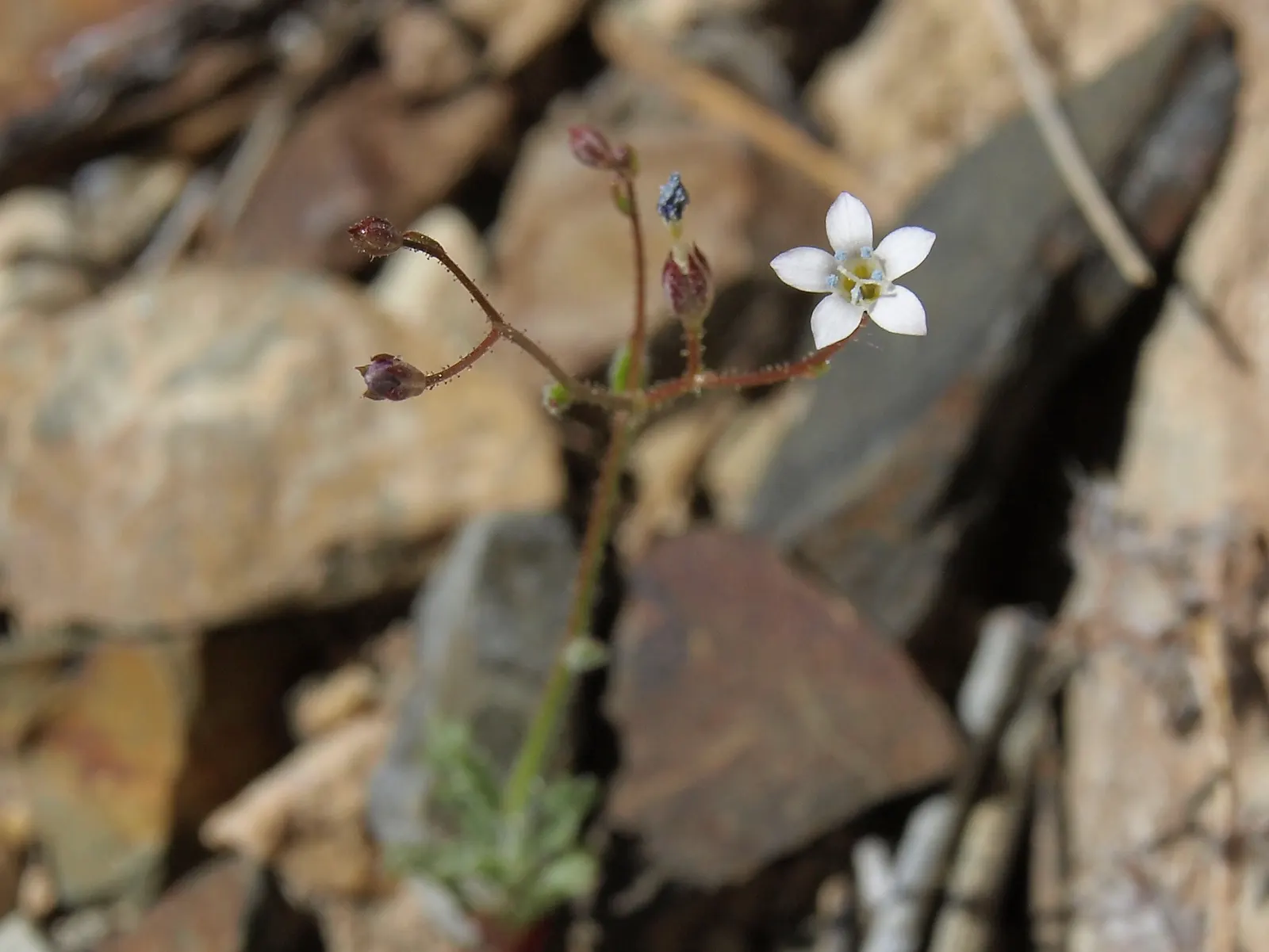 Desert Lavender (Hyptis Emoryi) — requiring full sun exposure to thrive