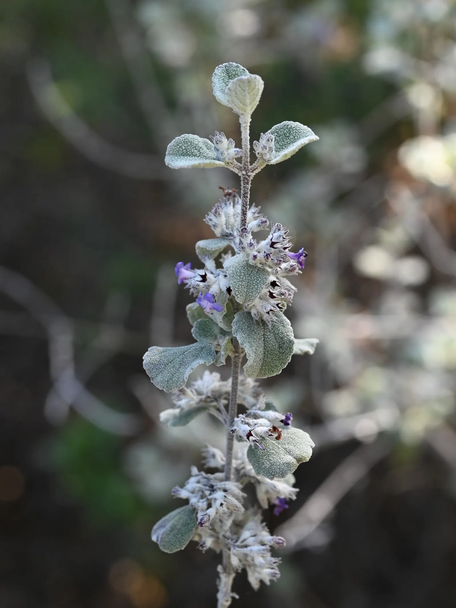 Desert Lavender (Hyptis Emoryi) — lavender flowers in the garden