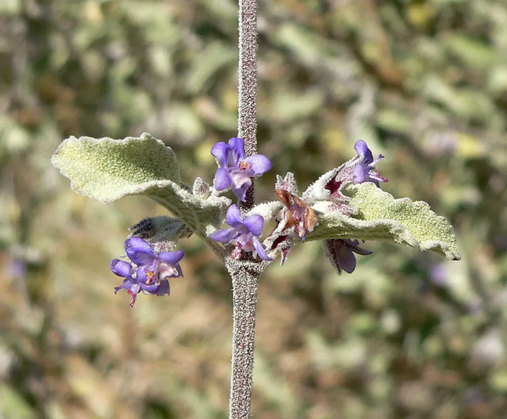 Desert Lavender (Hyptis Emoryi) — is a perennial shrub native to the arid environments of the southwestern United States and northwestern Mexico