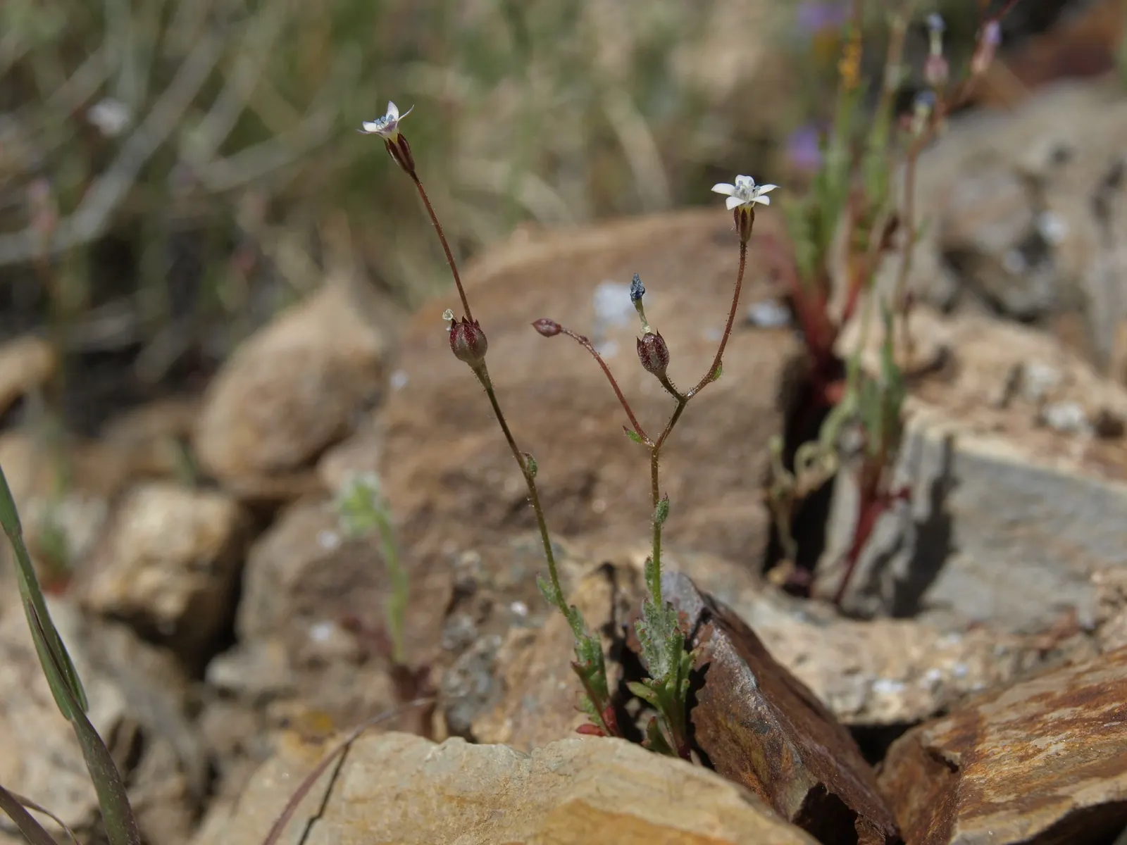 Desert Lavender (Hyptis Emoryi) — Desert Lavender (Hyptis emoryi) is an aromatic evergreen shrub native to the arid Southwest