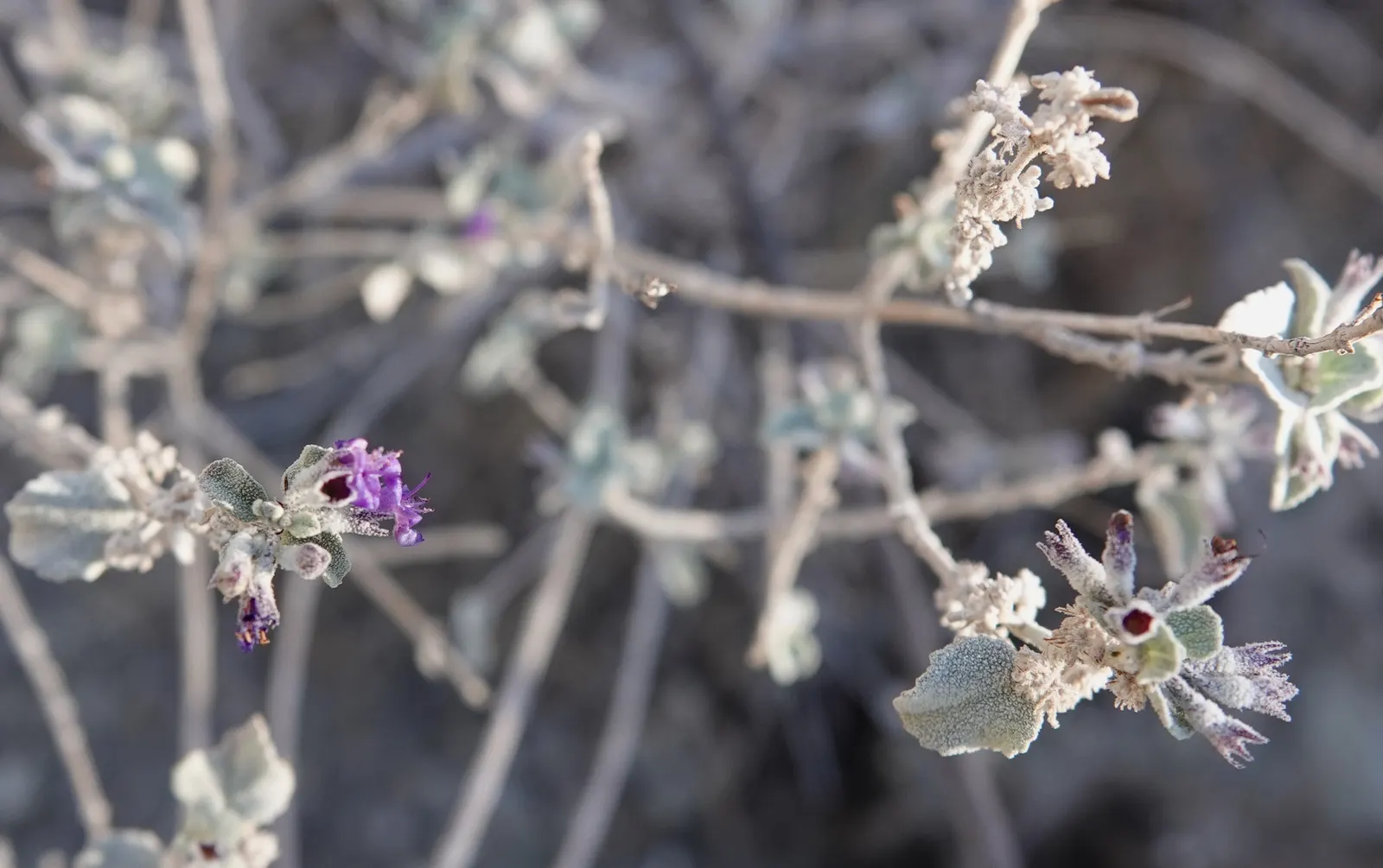 Desert Lavender (Hyptis Emoryi) — Requires minimal water once established