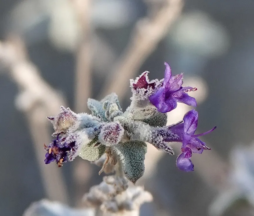 Desert Lavender (Hyptis Emoryi) — scientifically named Hyptis emoryi