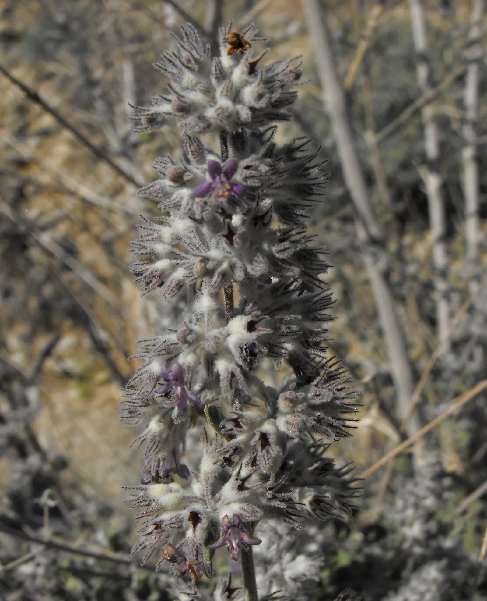 Desert Lavender (Hyptis Emoryi) — and aesthetic delight that pays homage to the natural beauty of desert flora