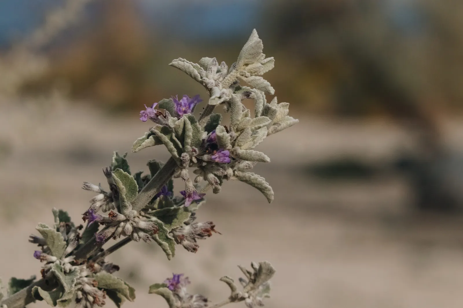 Desert Lavender (Hyptis Emoryi) — it's imperative to note that Desert Lavender prefers well-draining soil and minimal watering once established