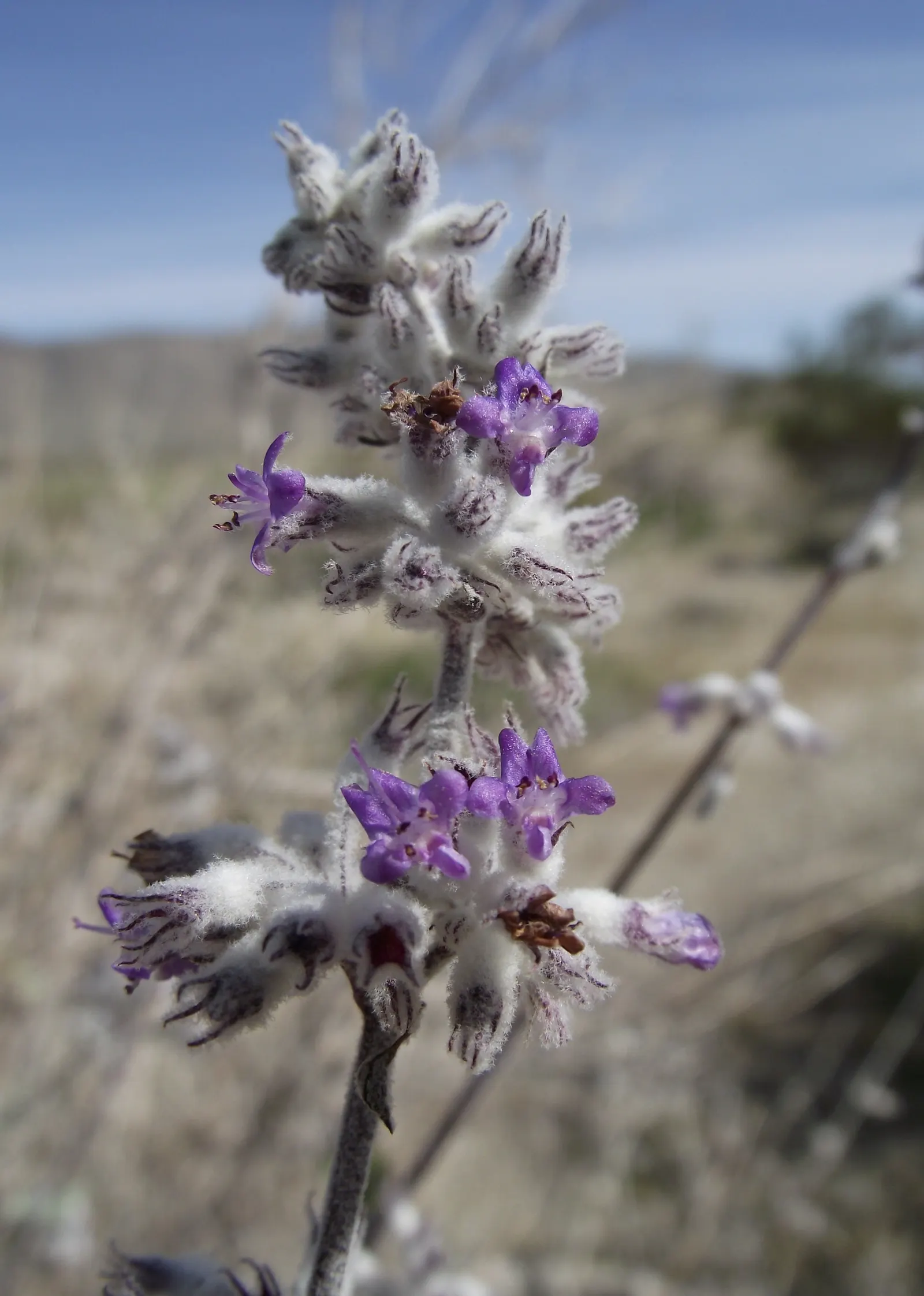 Desert Lavender (Hyptis Emoryi) — fitting perfectly into xeriscapes or rock gardens