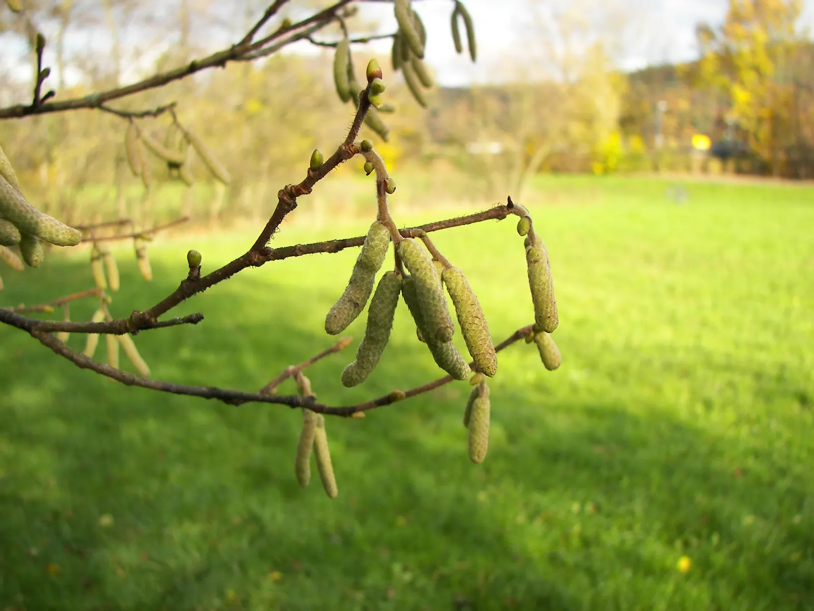 Hazel Alder (Alnus Serrulata) — The Hazel Alder (Alnus serrulata)