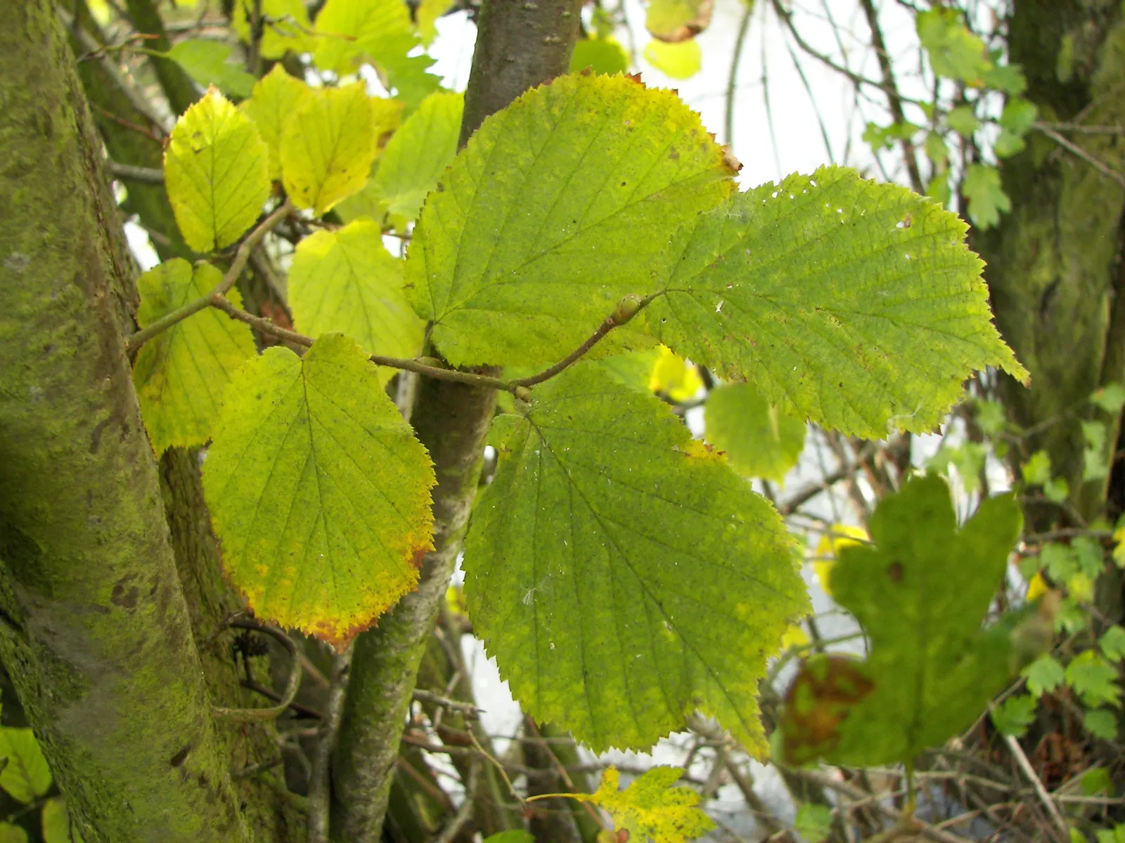 Hazel Alder (Alnus Serrulata) — a deciduous shrub found in wet environments