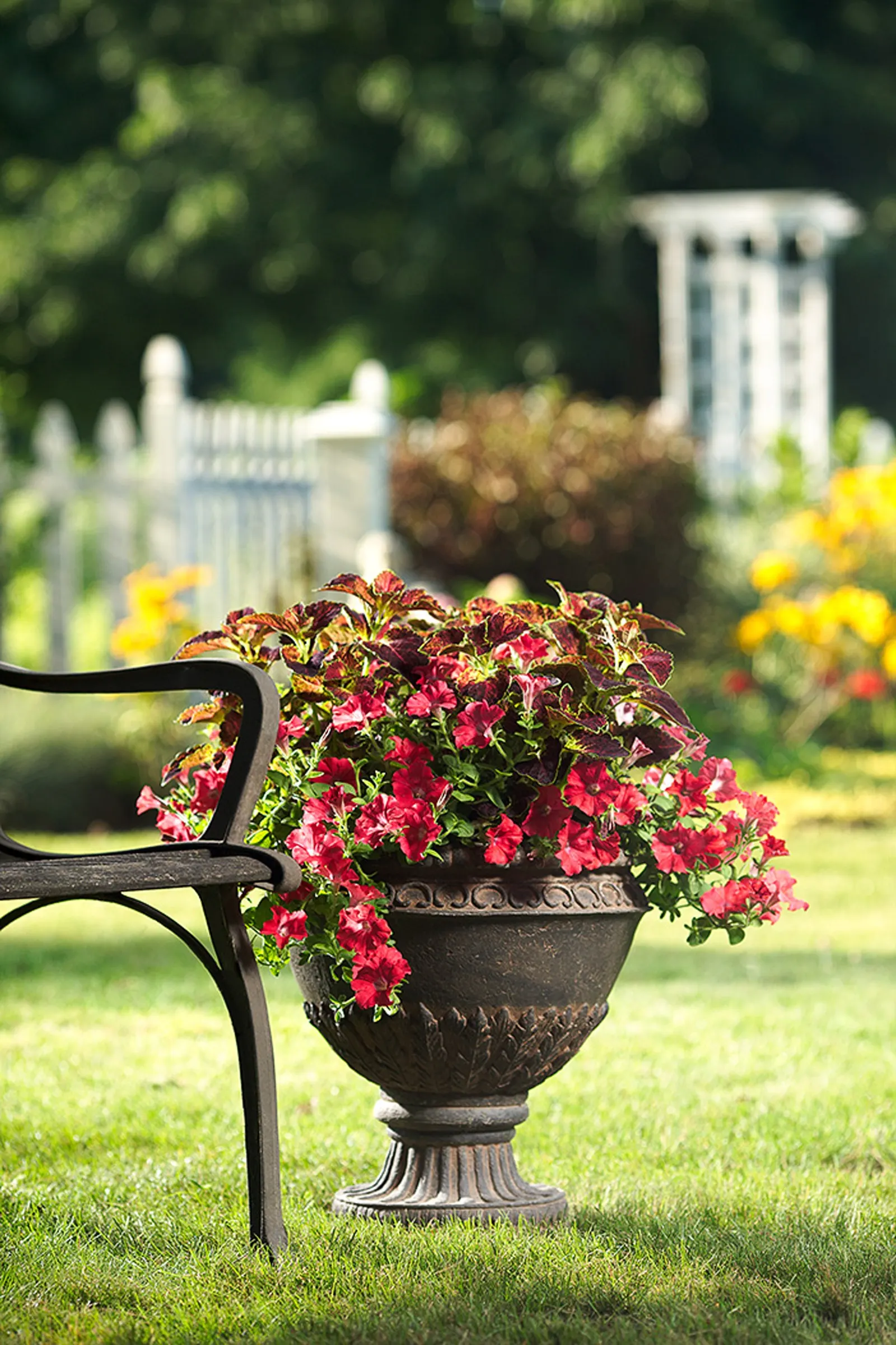 Dipt in Wine Coleus (Coleus scutellarioides) — making colorblaze dipt in wine coleus a striking choice for landscapes and coleus for containers., image 65