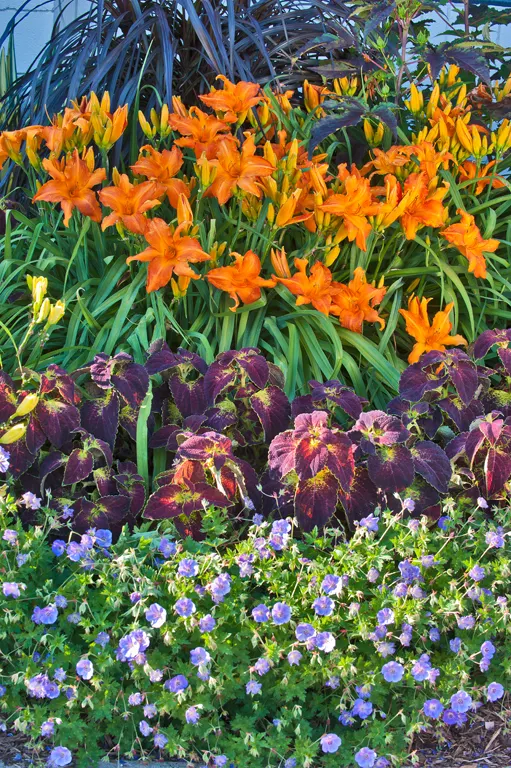 'Primal Scream' Daylily (Hemerocallis hybrid) — This is a taller daylily that works best in the middle to back of the border