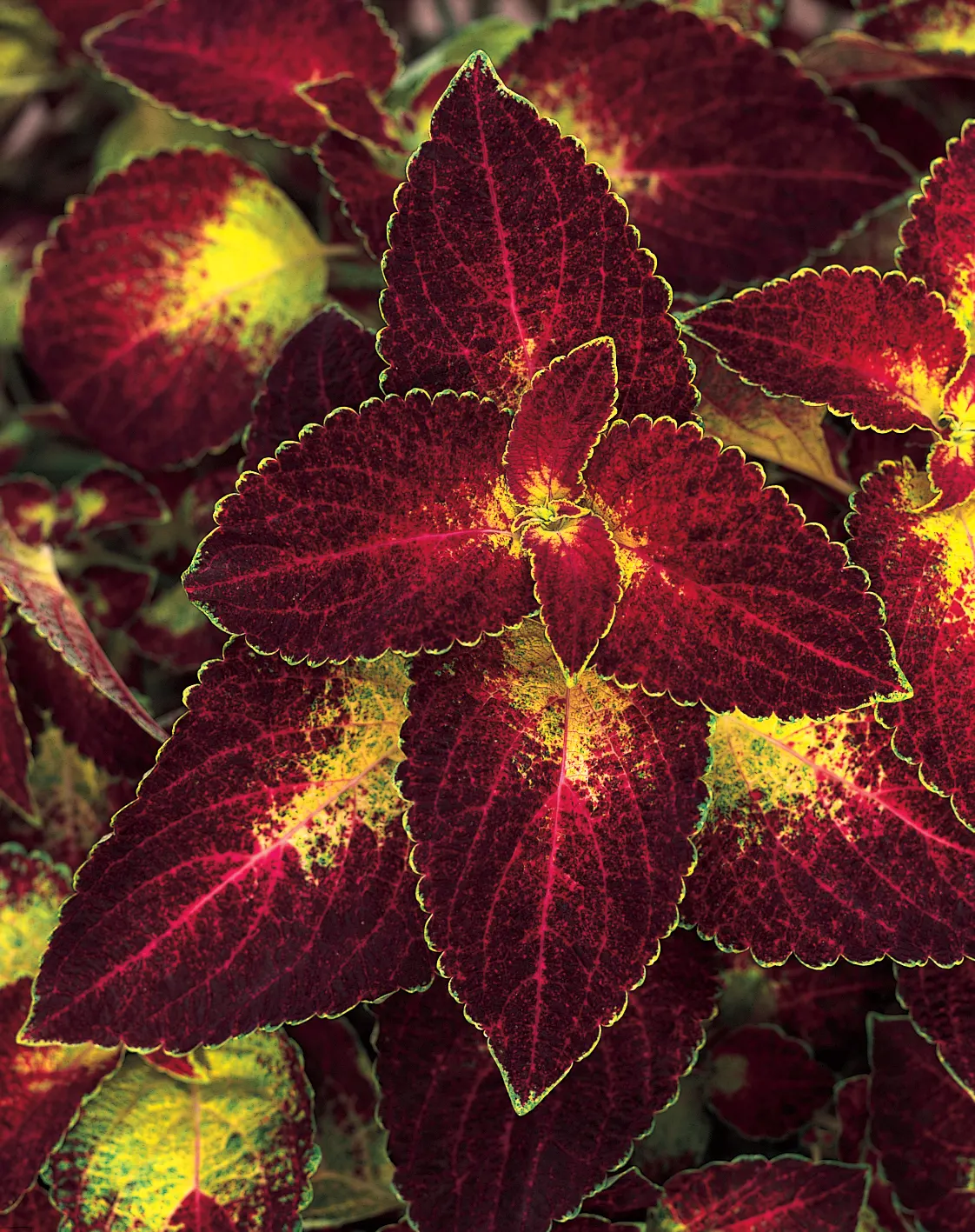 Dipt in Wine Coleus (Coleus scutellarioides) — Proven Winners - ColorBlaze® Dipt in Wine - Coleus scutellarioides plant details, information and, image 91