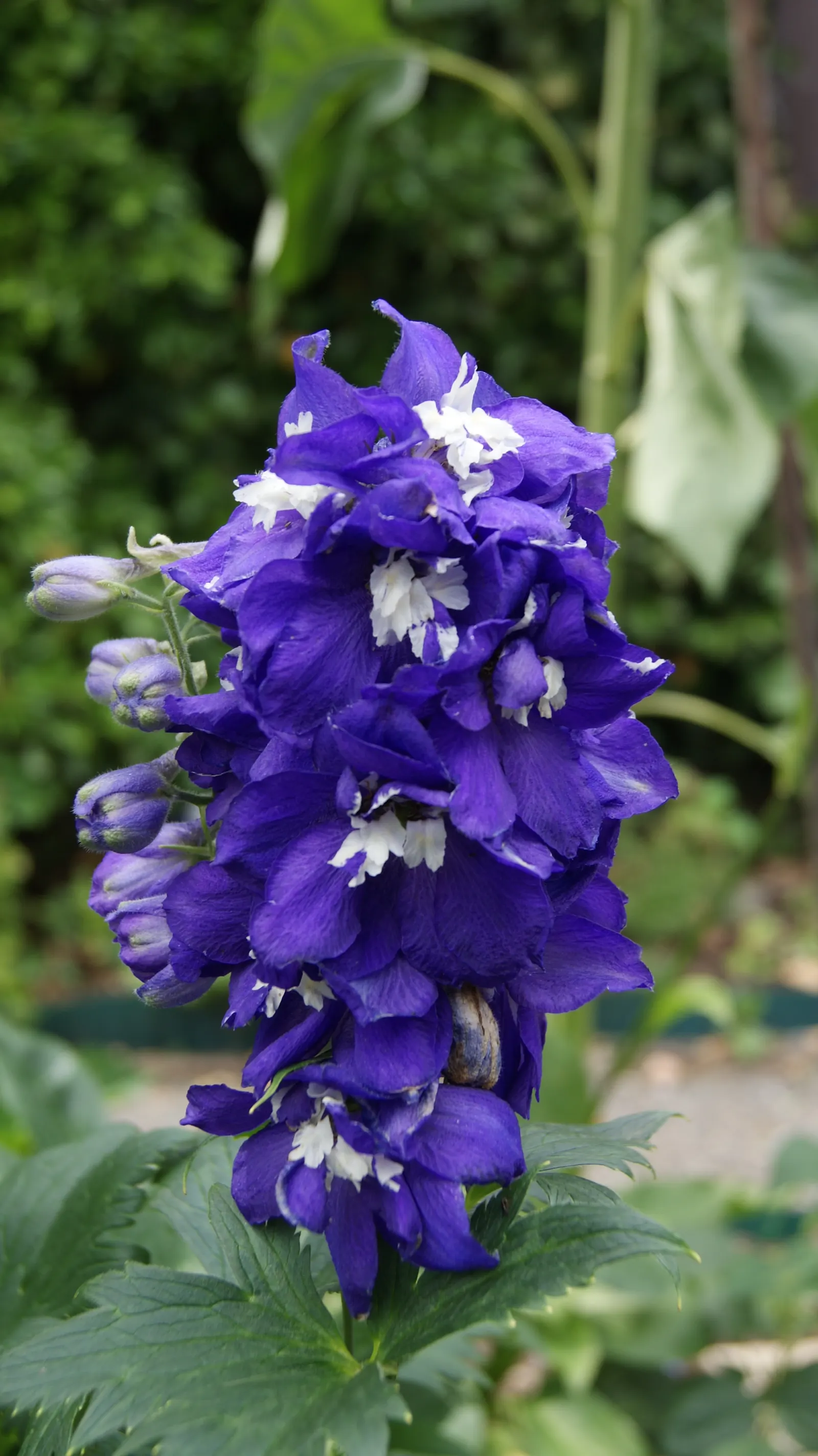 Belladonna Delphinium (Delphinium X Bel. 'Bellamosum') — Deadheading spent flowers will promote a potential second bloom and prolong the flowering period