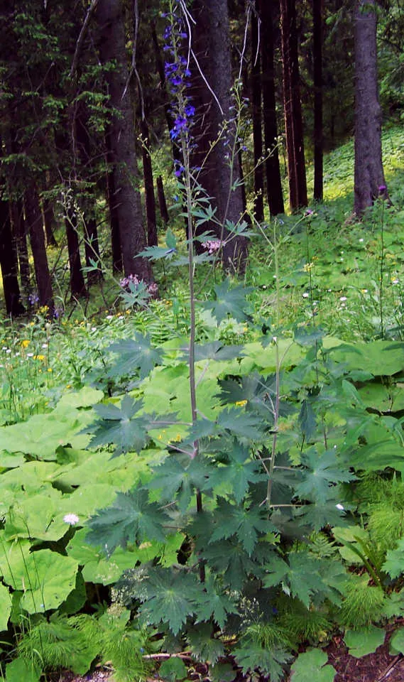 Belladonna Delphinium (Delphinium X Bel. 'Bellamosum') — Its blossoms are borne in open