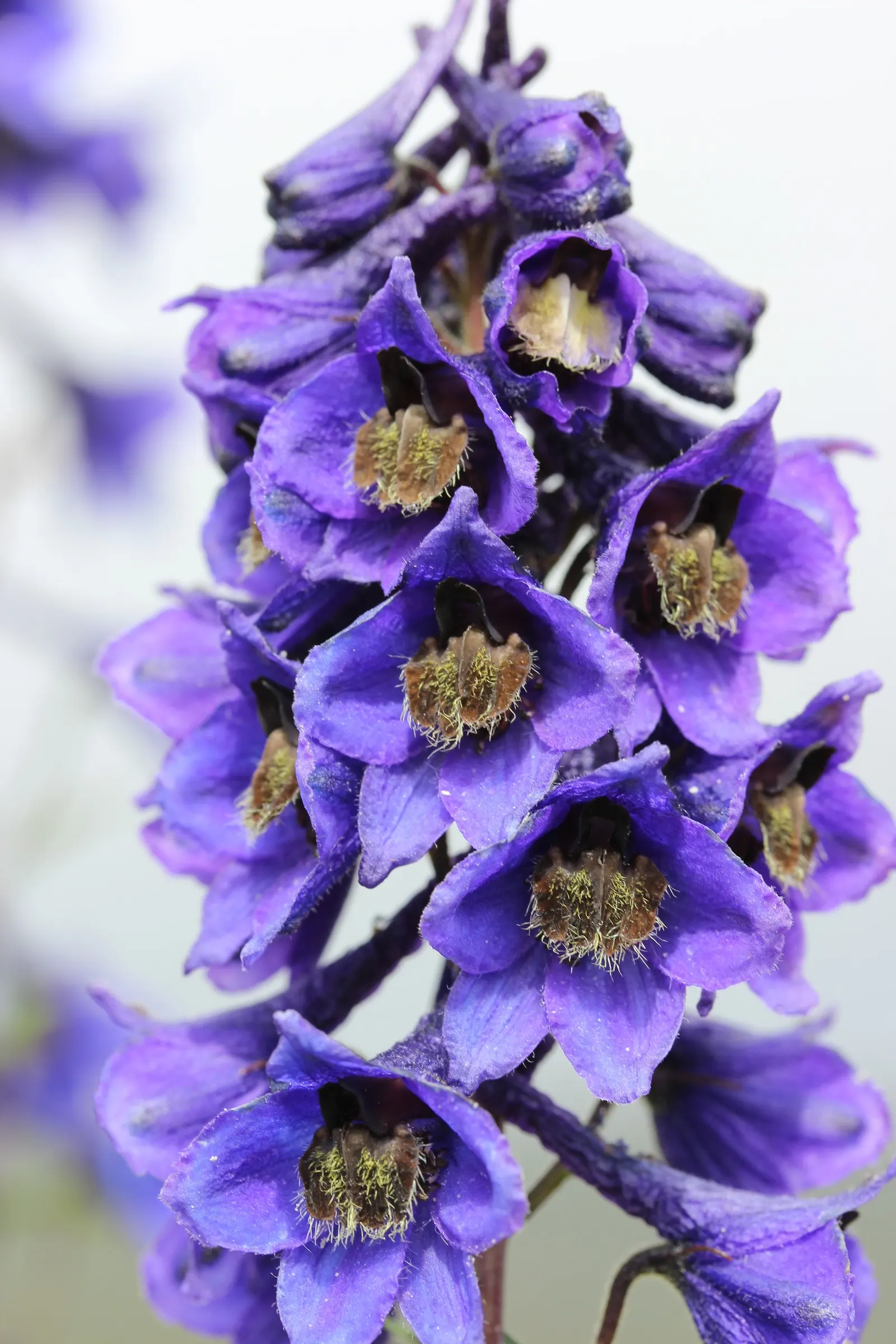 Belladonna Delphinium (Delphinium X Bel. 'Bellamosum') — Prefers full sun to light shade and well-drained soil; particularly during dry spells, image 61