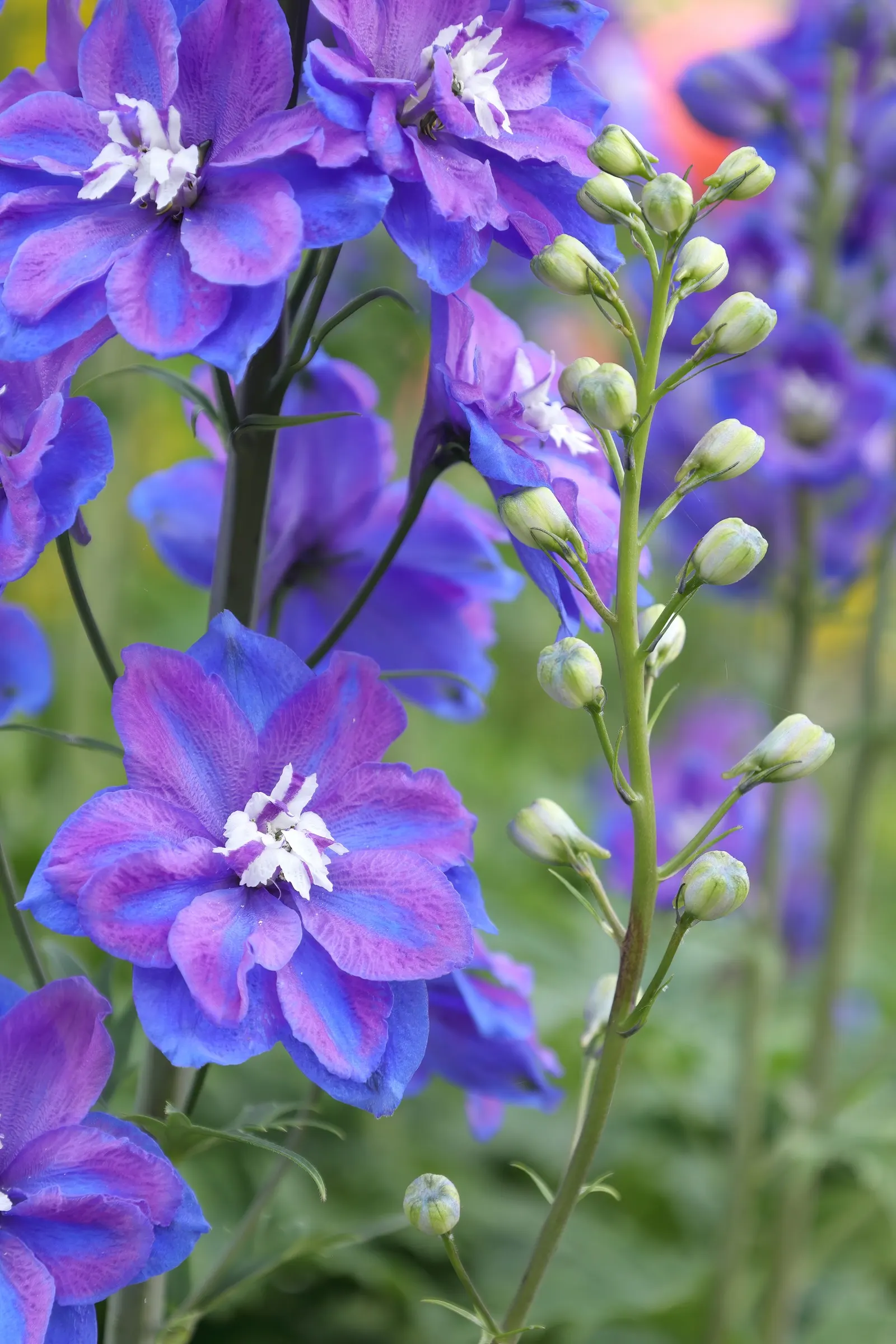 Belladonna Delphinium (Delphinium X Bel. 'Bellamosum') — Consequently, staking each plant can ensure stability and maintain its elegant stature