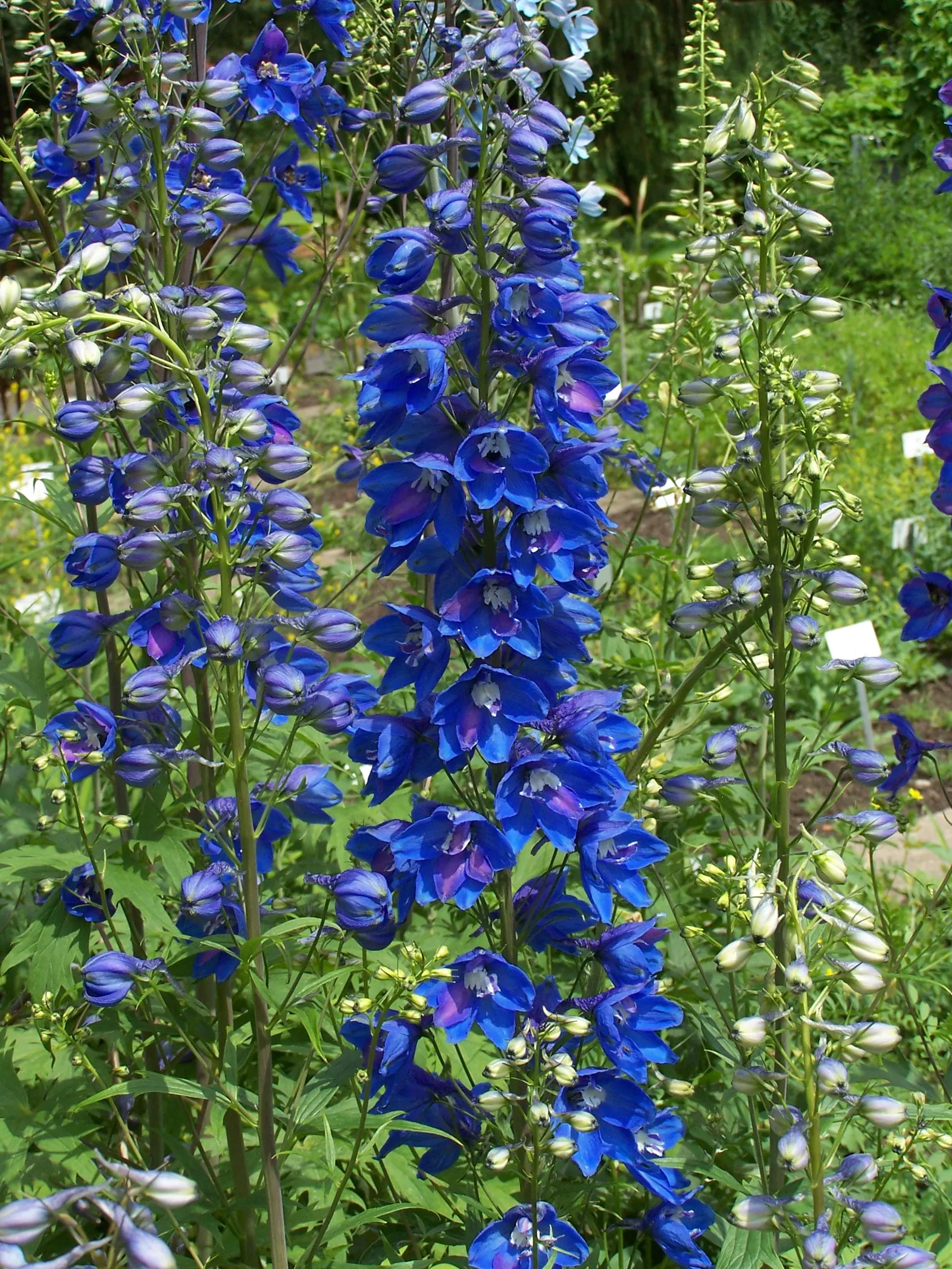 Belladonna Delphinium (Delphinium X Bel. 'Bellamosum') — part of the Belladonna group