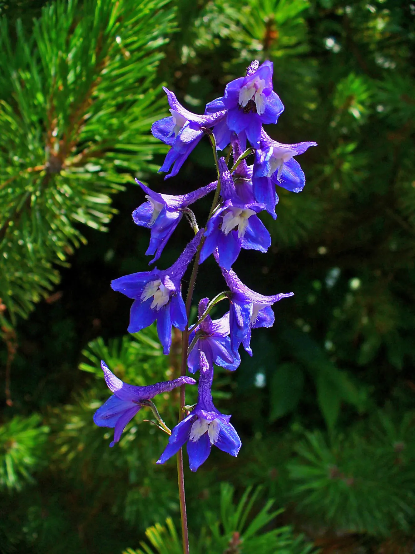 Belladonna Delphinium (Delphinium X Bel. 'Bellamosum') — facilitating adequate air circulation to curb disease spread.<br><br>In the landscape; perennial with