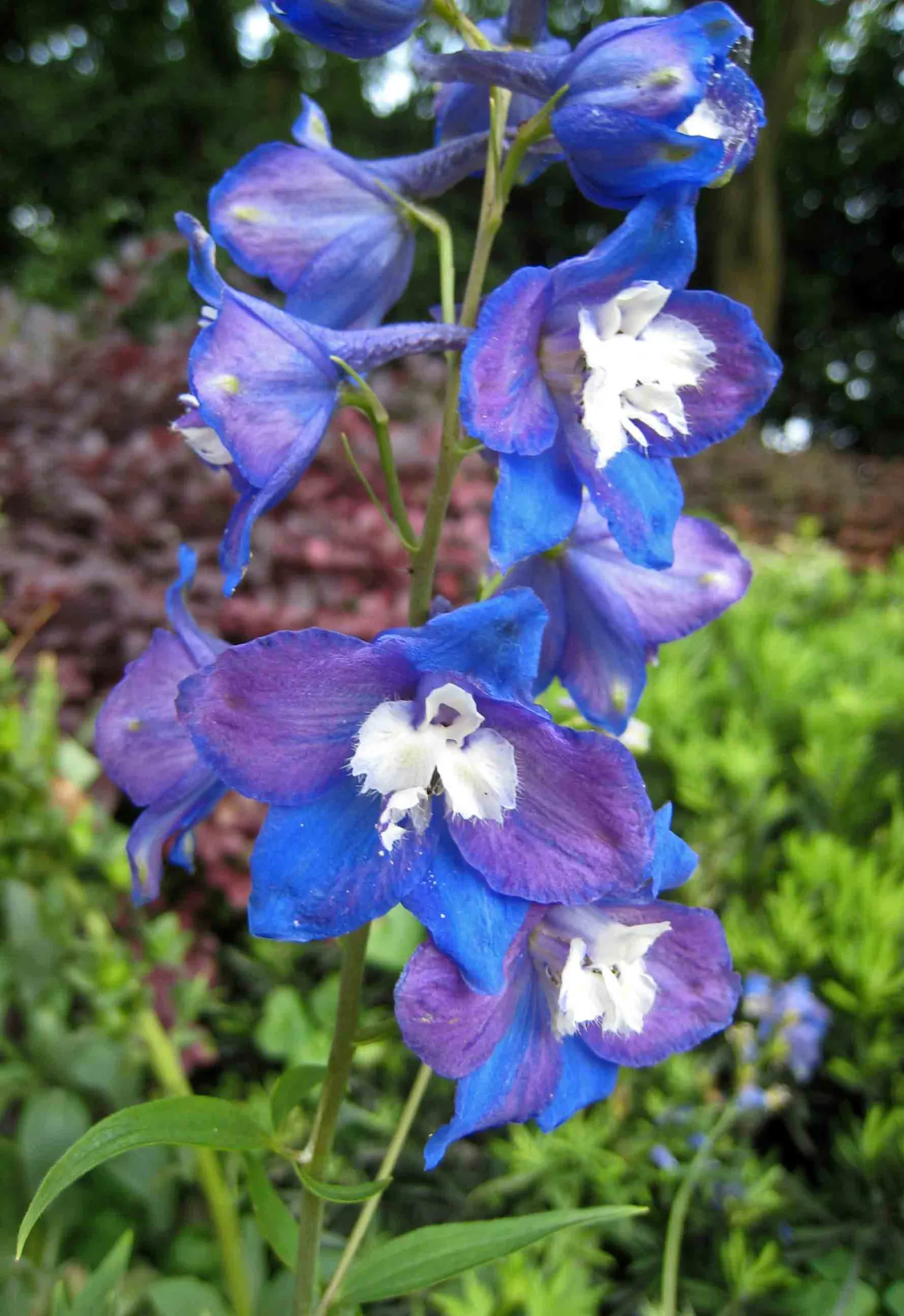 Belladonna Delphinium (Delphinium X Bel. 'Bellamosum') — 'Bellamosum' is a perennial with striking blue-violet spires reaching up to 6 feet tall; blooms in