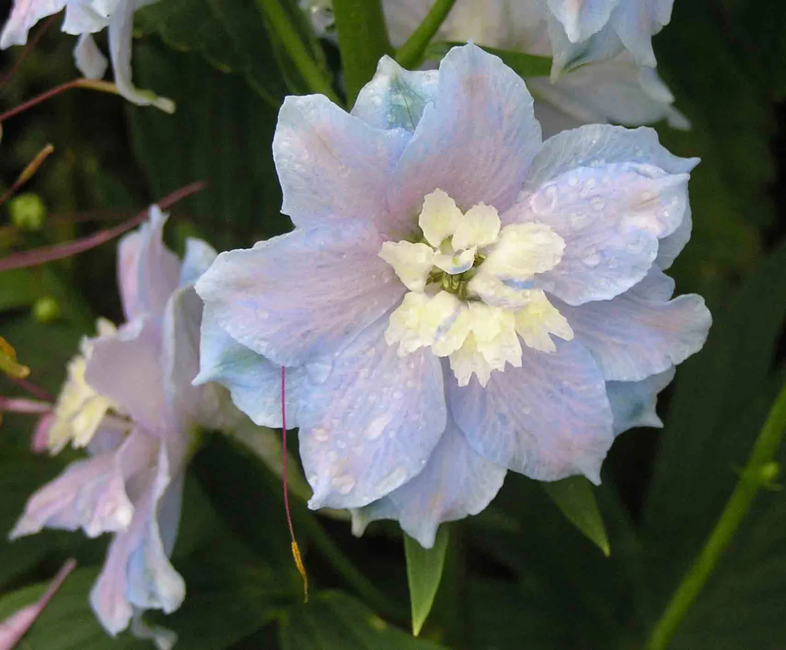 Belladonna Delphinium (Delphinium X Bel. 'Bellamosum') — Blooms in early to mid-summer and is hardy in zones 3 to 8; though it's noted that all parts of this