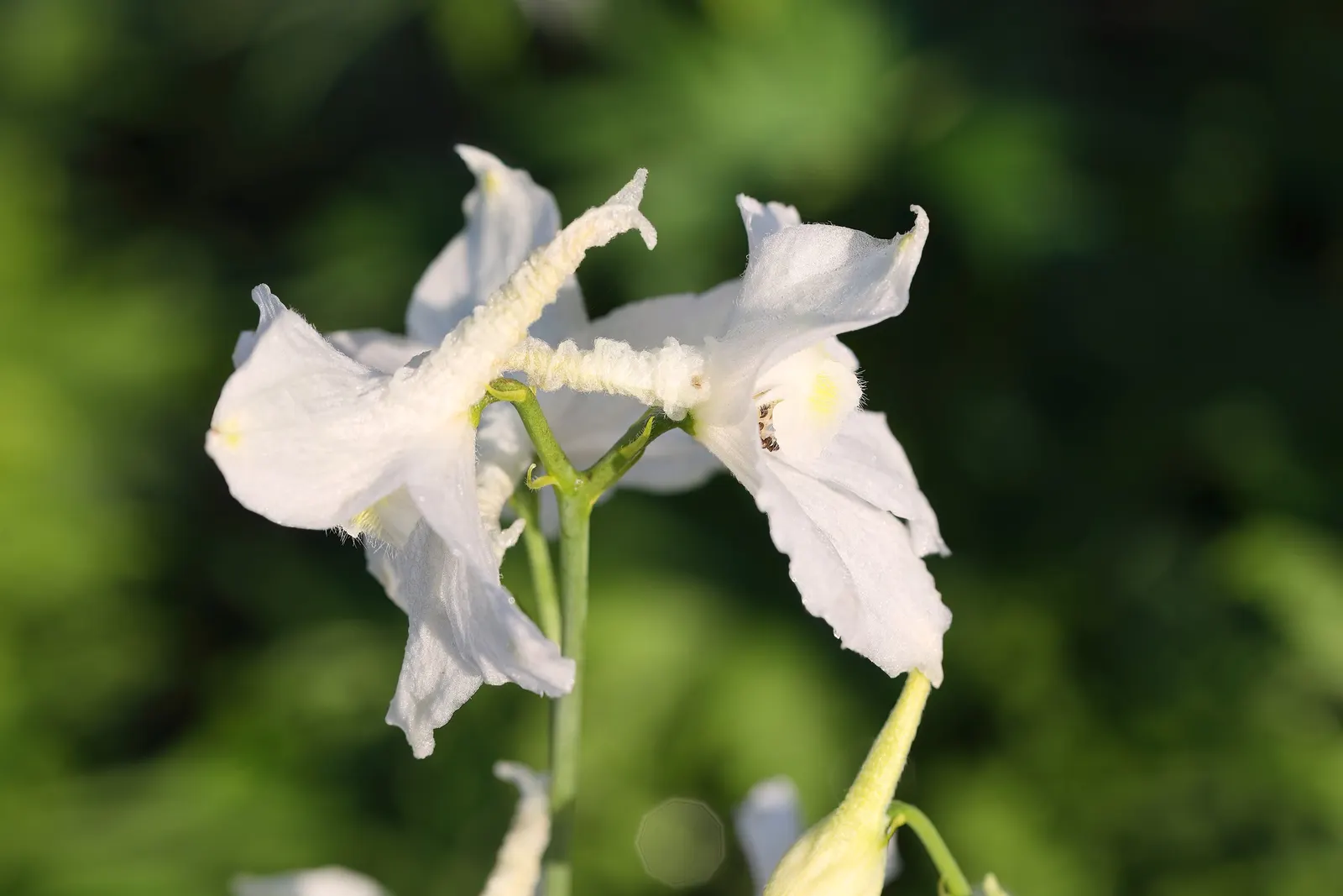 Belladonna Delphinium (Delphinium X Bel. 'Bellamosum') — Its blossoms are borne in open; this Belladonna Delphinium variety boasts well-spaced florets on
